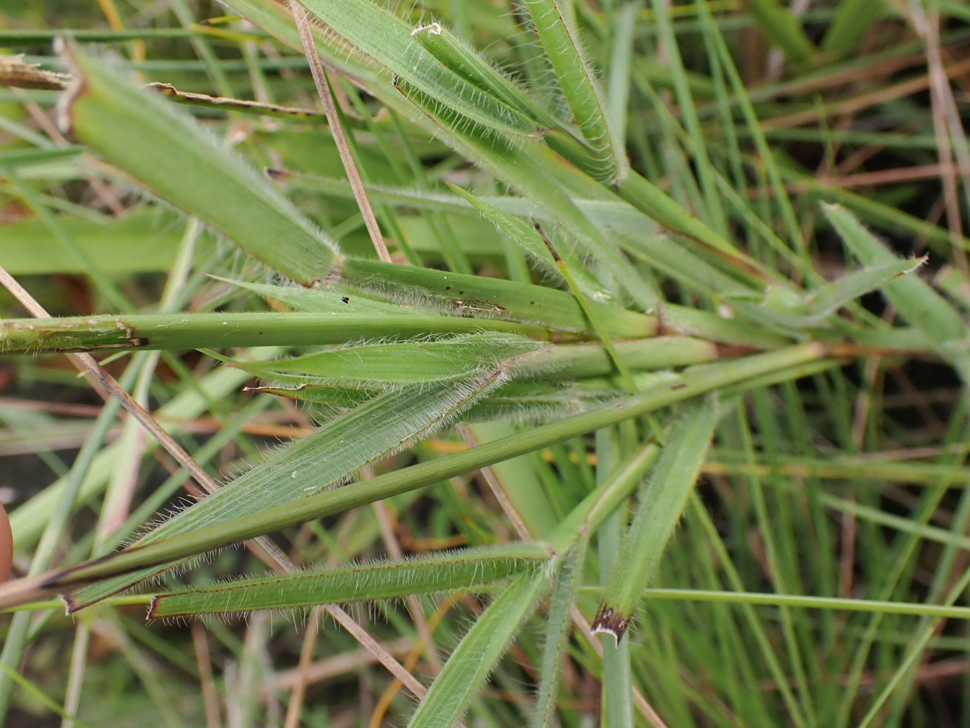 Axonopus aureus P.Beauv. - Photo Bivouac Naturaliste