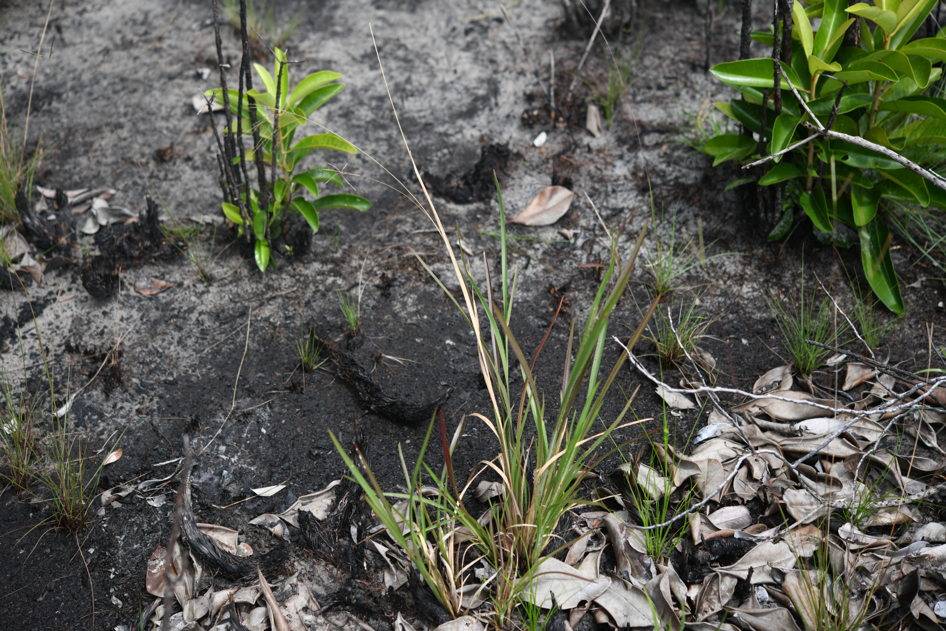 Axonopus surinamensis (Hochst. ex Steud.) Henrard - Photo Bivouac Naturaliste