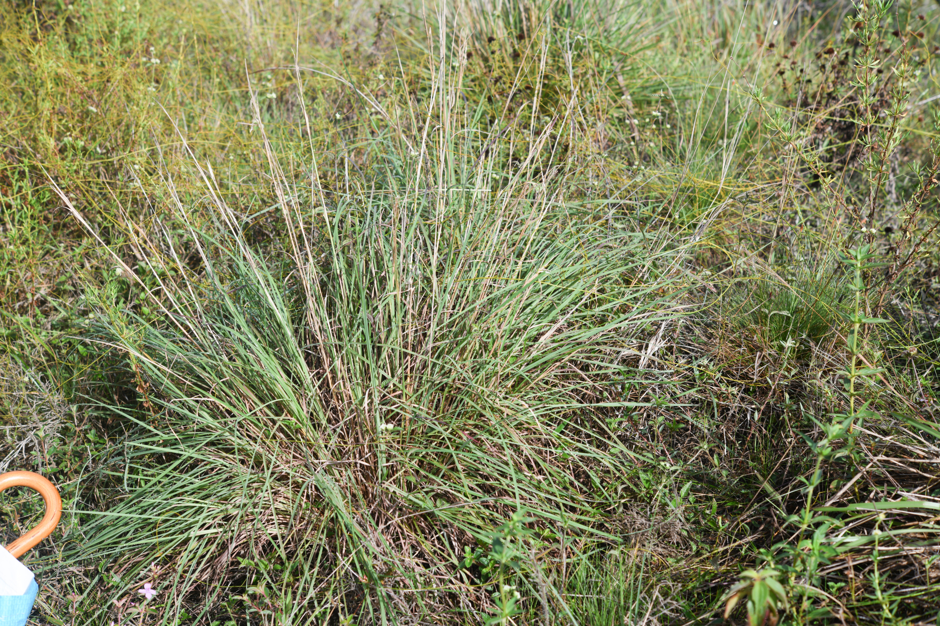 Andropogon leucostachyus Kunth - Photo Bivouac Naturaliste