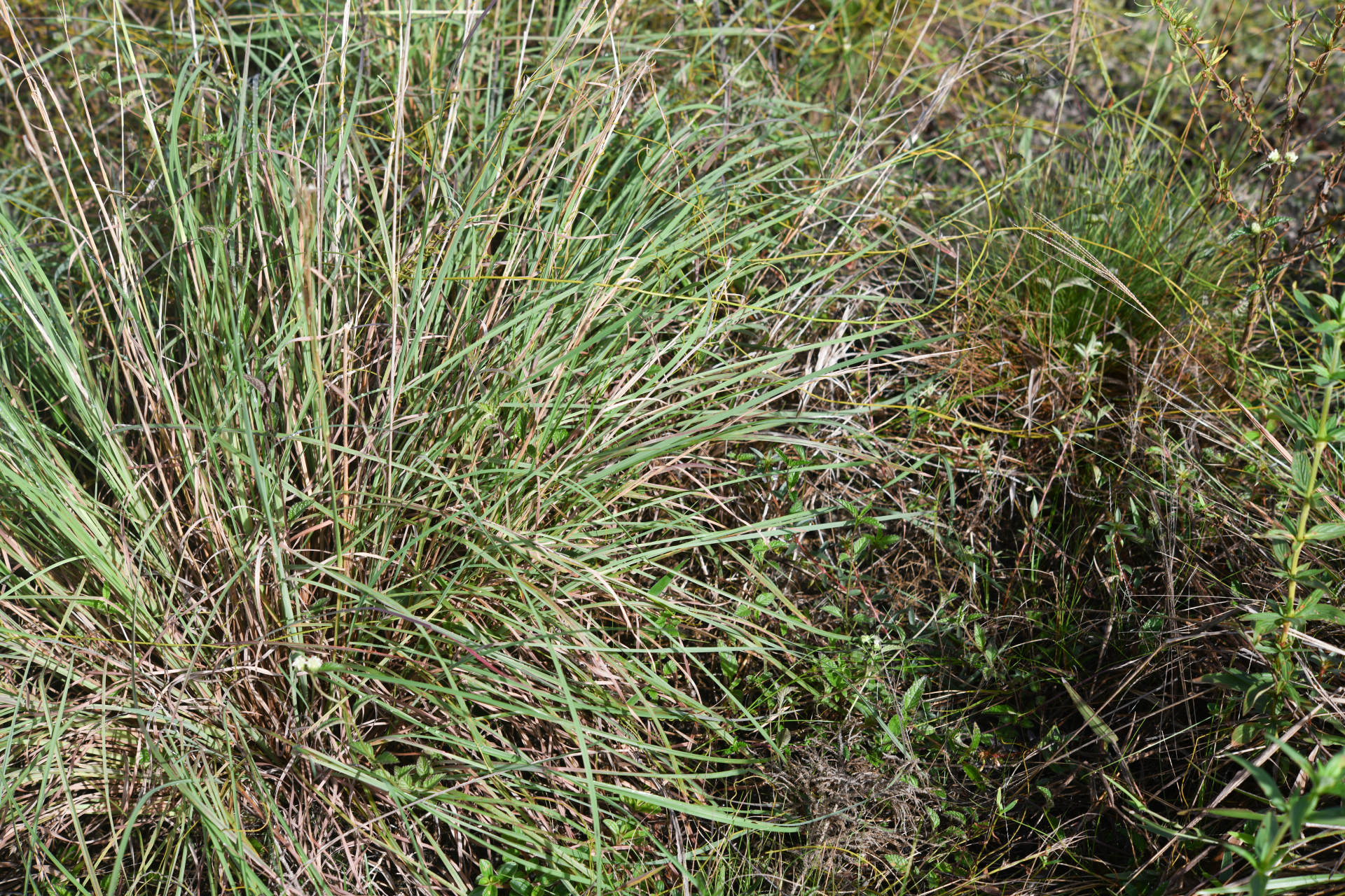 Andropogon leucostachyus Kunth - Photo Bivouac Naturaliste