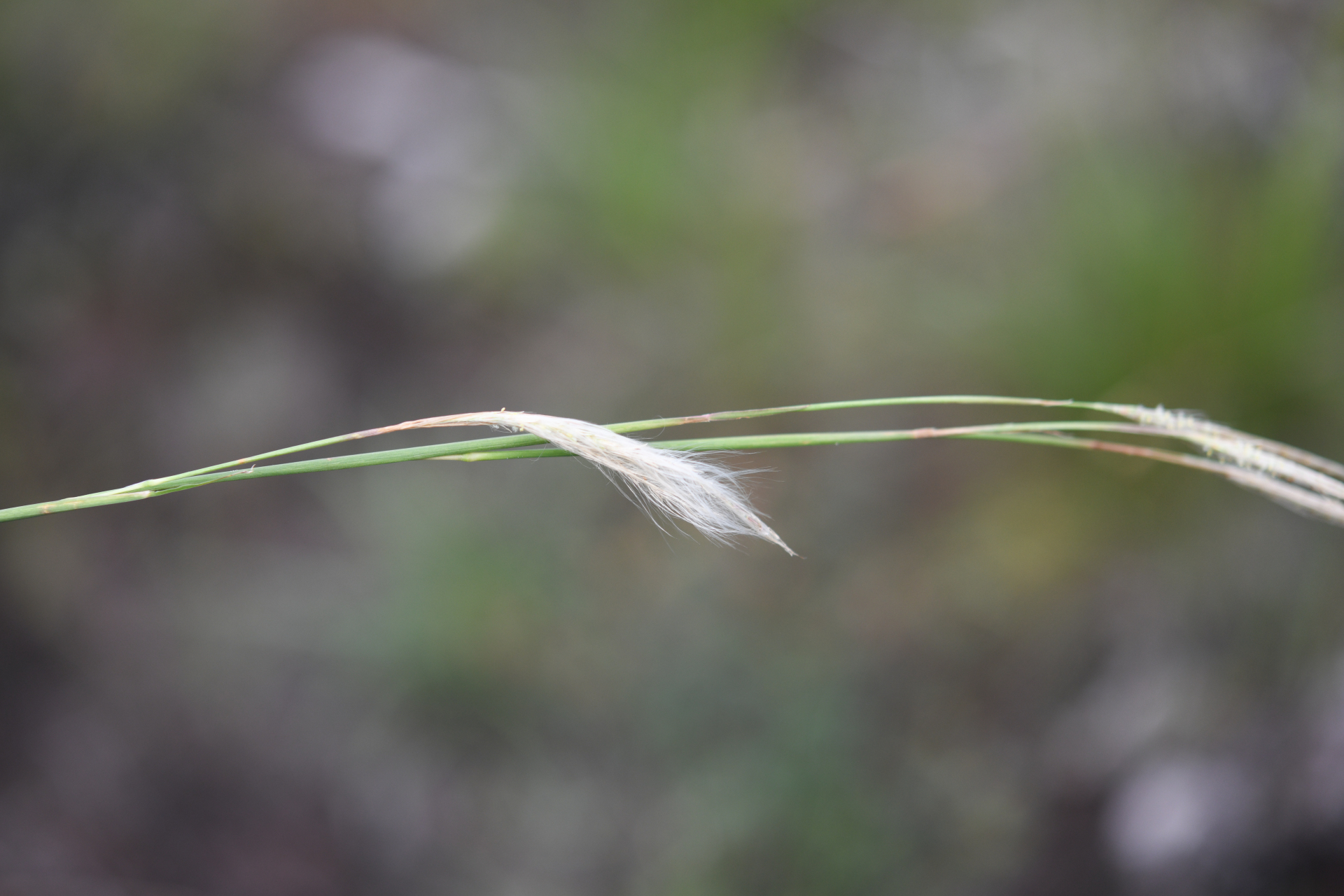 Andropogon leucostachyus Kunth - Photo Bivouac Naturaliste