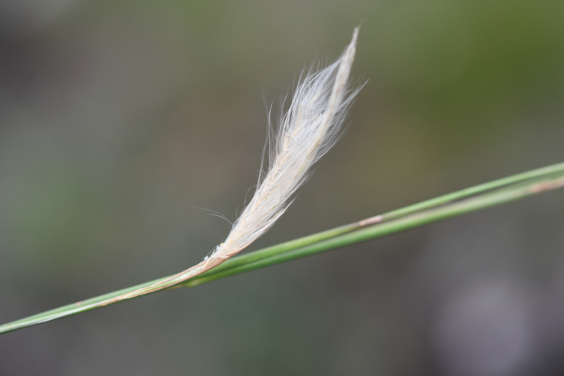 Andropogon leucostachyus Kunth - Photo Bivouac Naturaliste