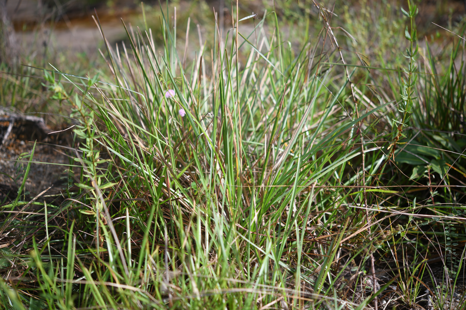 Andropogon selloanus (Hack.) Hack. - Photo Bivouac Naturaliste