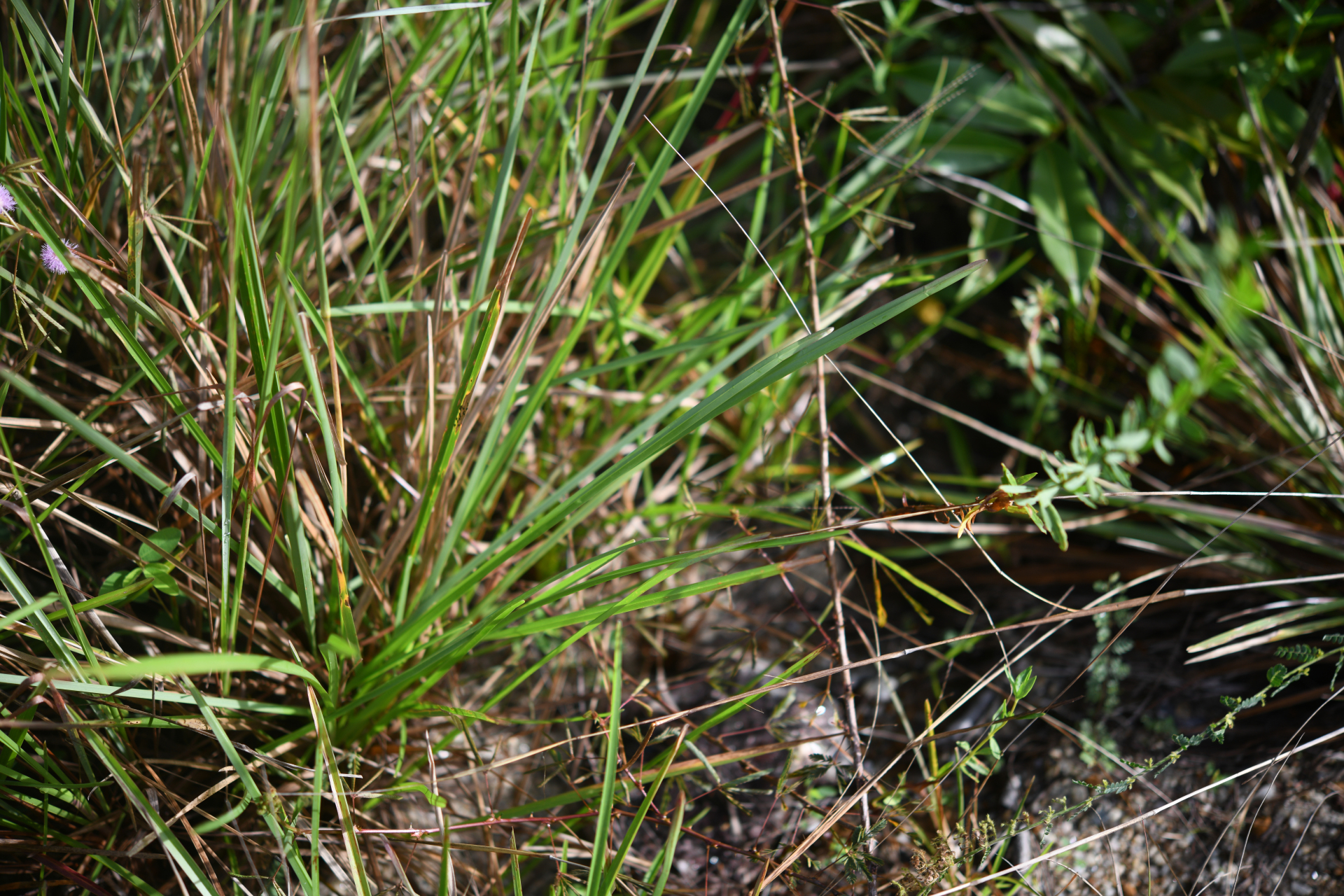Andropogon selloanus (Hack.) Hack. - Photo Bivouac Naturaliste