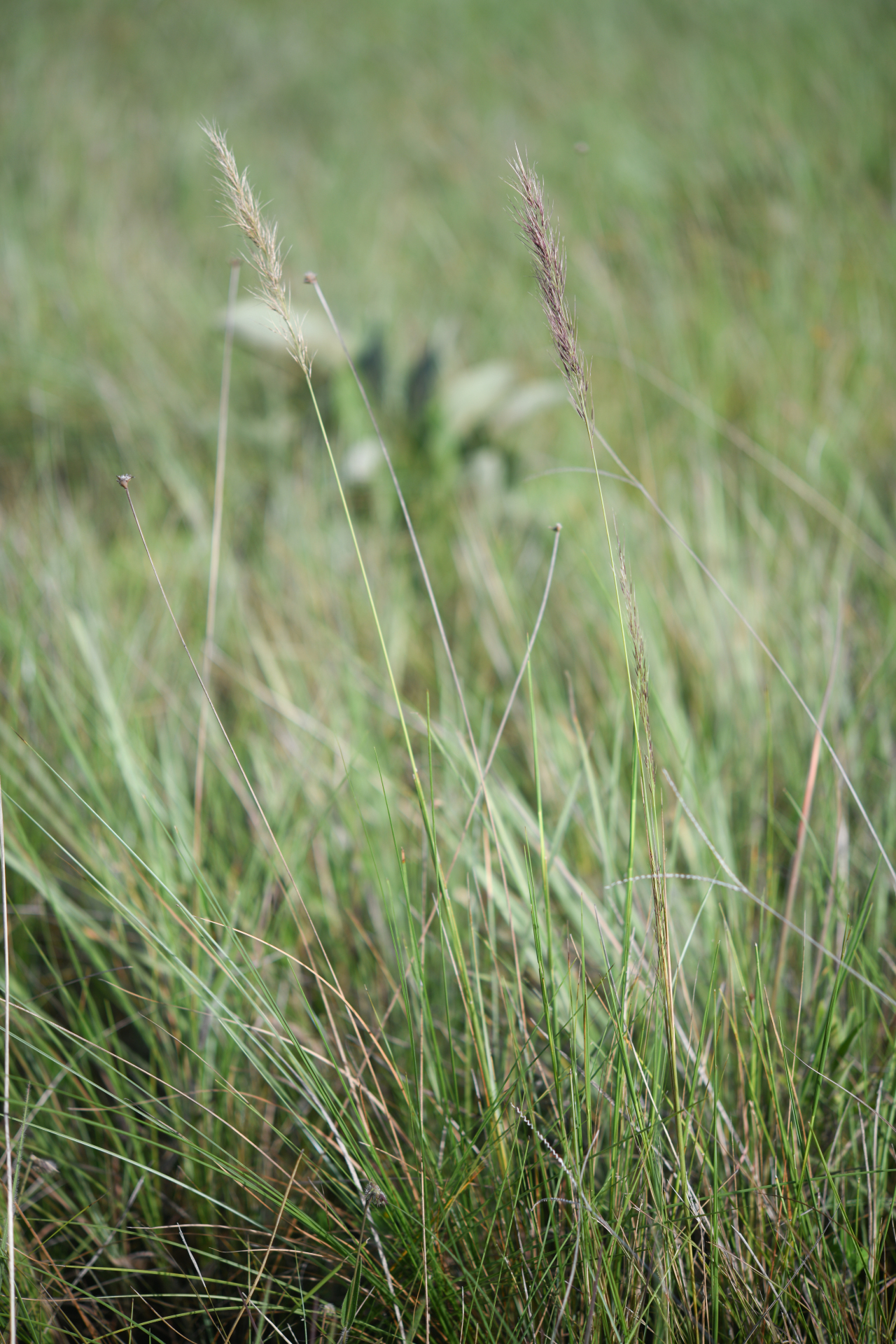 Aristida torta (Nees) Kunth - Photo Bivouac Naturaliste