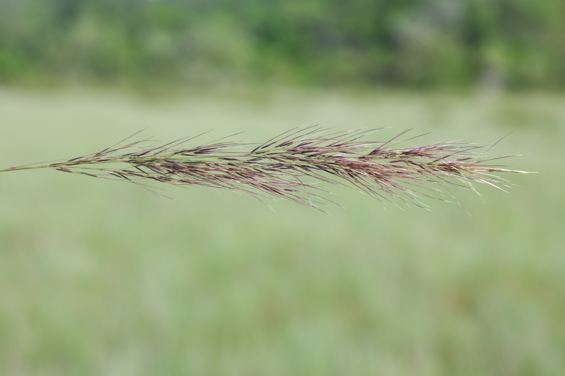 Aristida torta (Nees) Kunth - Photo Bivouac Naturaliste