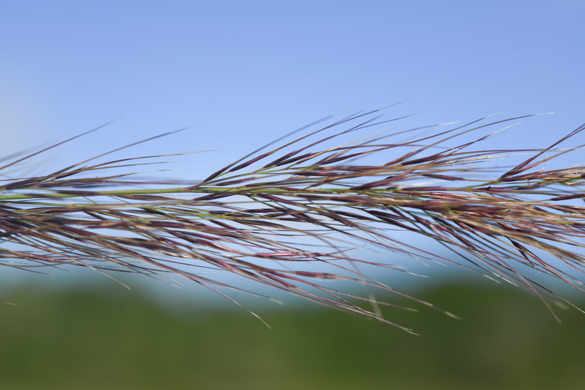 Aristida torta (Nees) Kunth - Photo Bivouac Naturaliste