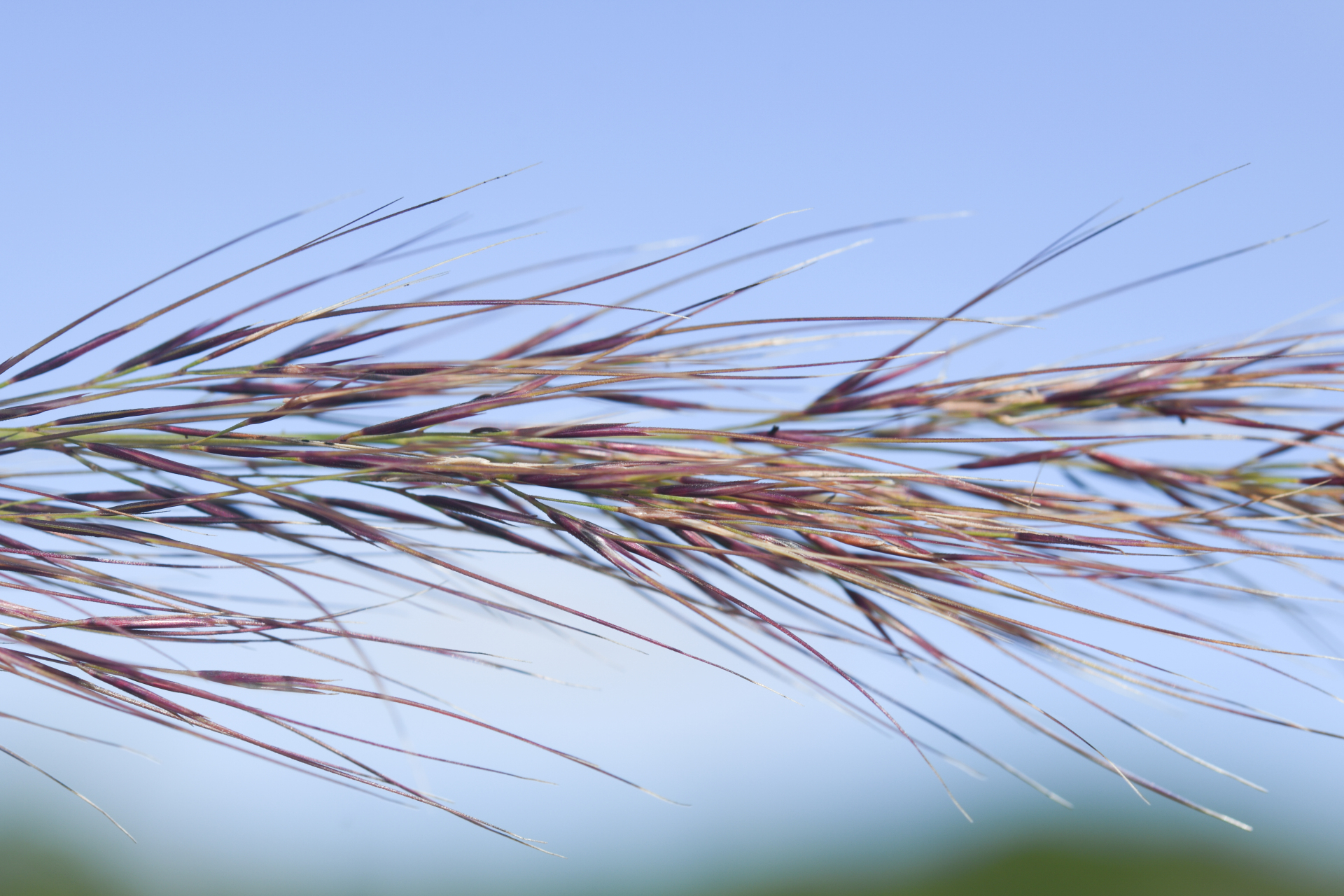 Aristida torta (Nees) Kunth - Photo Bivouac Naturaliste