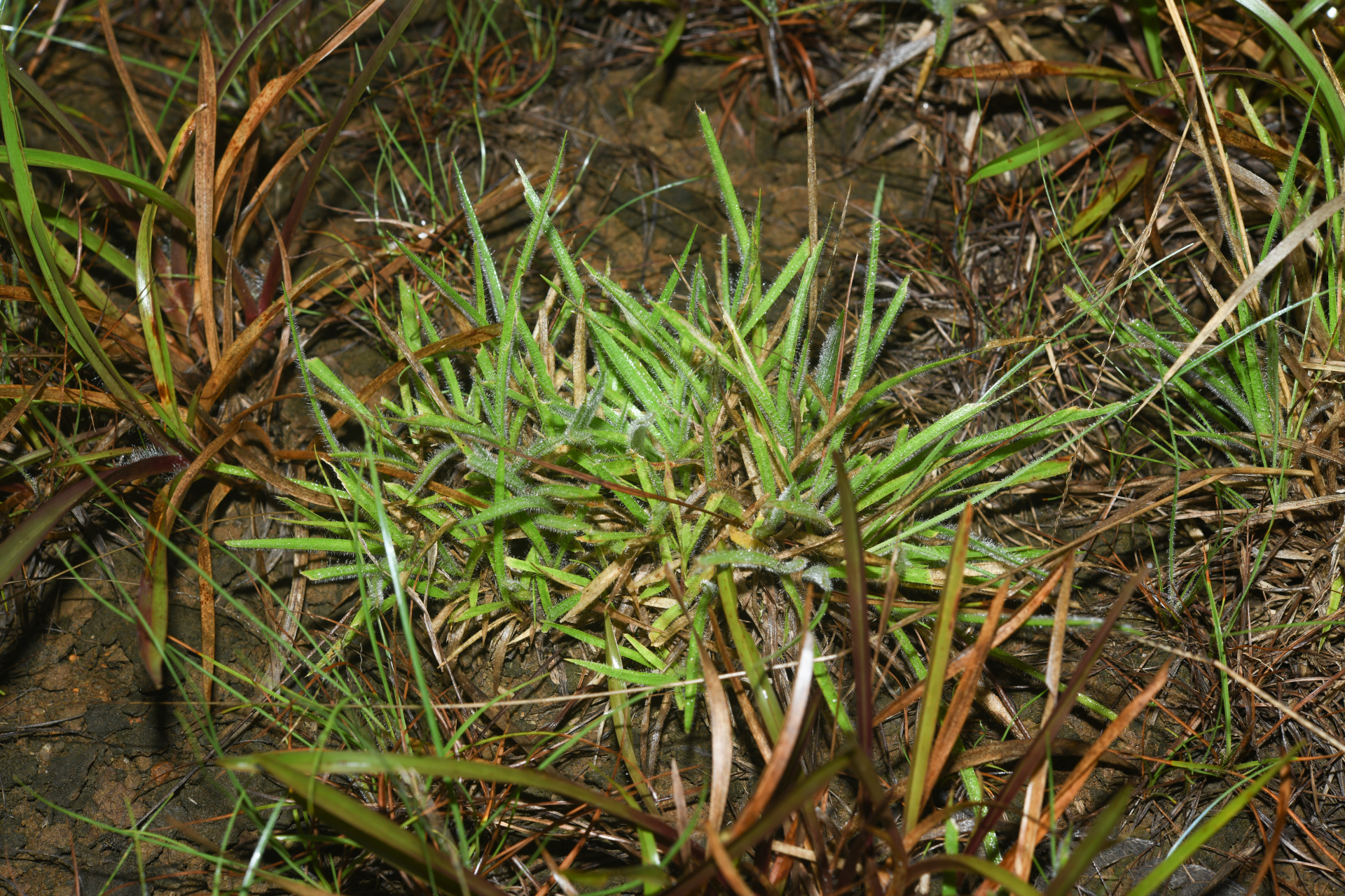 Mesosetum loliiforme (Hochst. ex Steud.) Hitchc. - Photo Bivouac Naturaliste