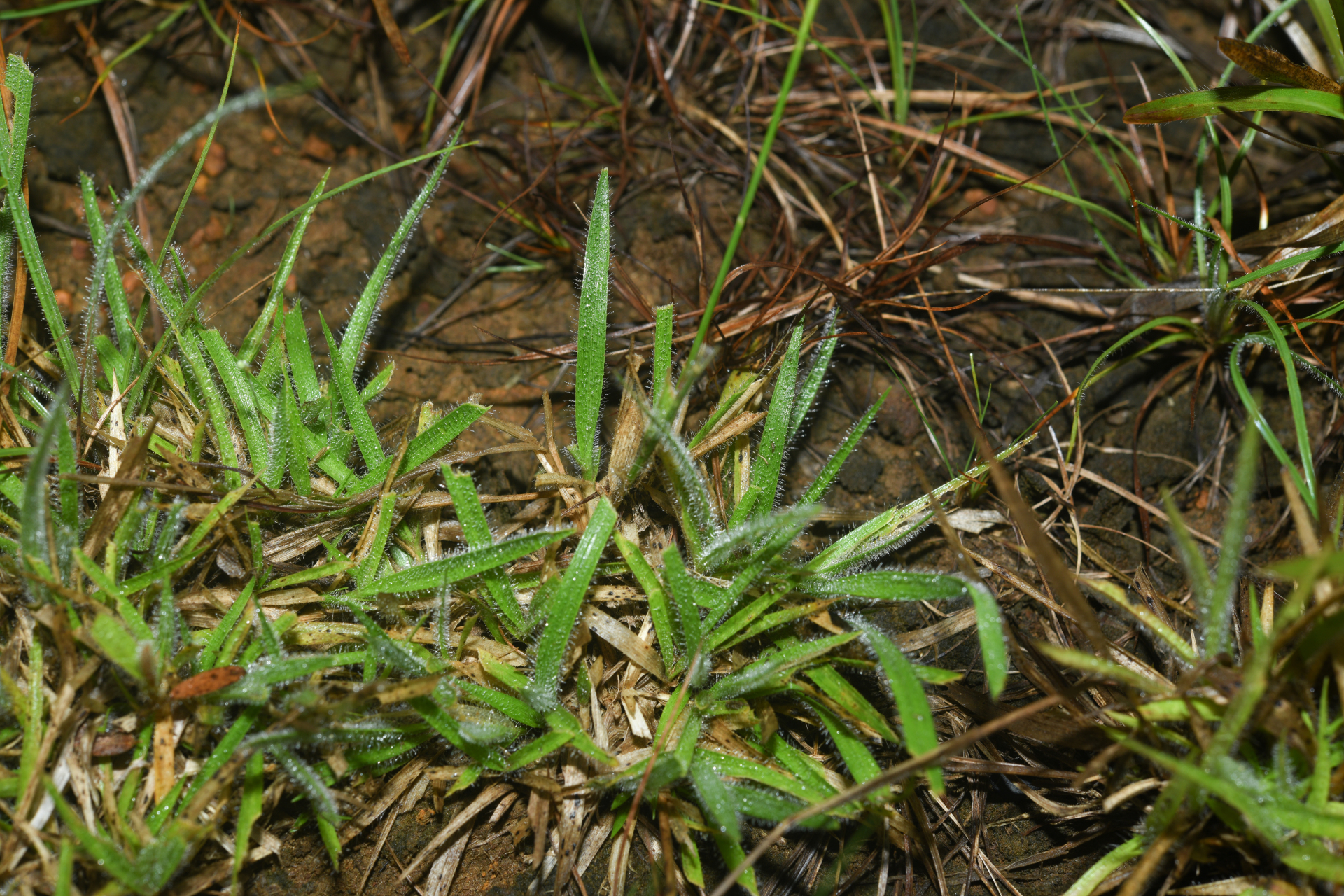 Mesosetum loliiforme (Hochst. ex Steud.) Hitchc. - Photo Bivouac Naturaliste