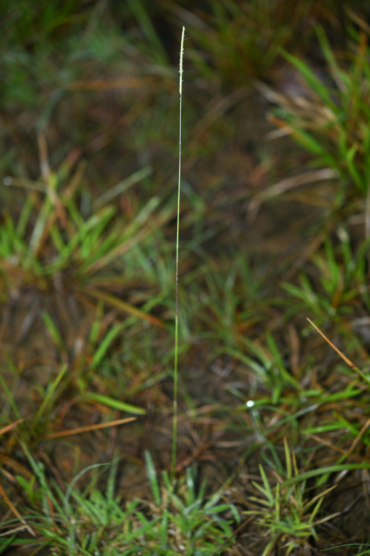 Mesosetum loliiforme (Hochst. ex Steud.) Hitchc. - Photo Bivouac Naturaliste