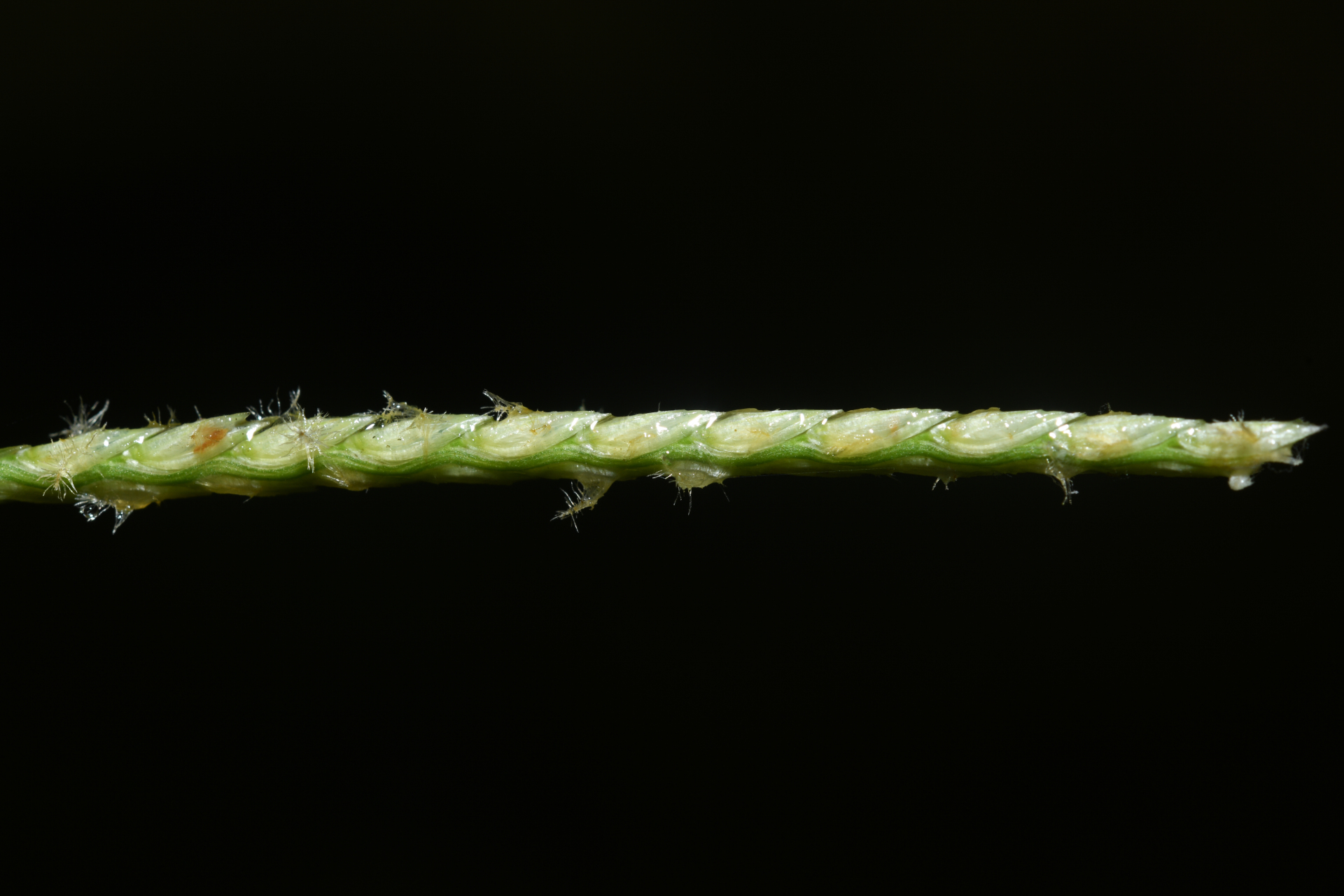 Mesosetum loliiforme (Hochst. ex Steud.) Hitchc. - Photo Bivouac Naturaliste