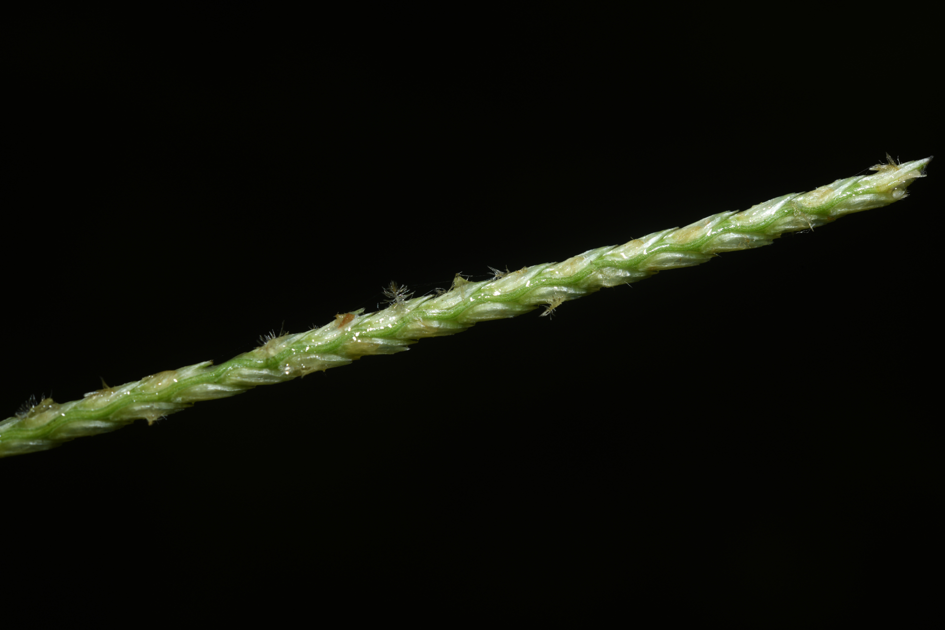 Mesosetum loliiforme (Hochst. ex Steud.) Hitchc. - Photo Bivouac Naturaliste