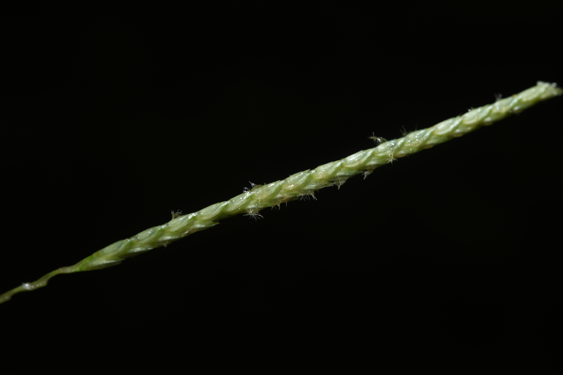 Mesosetum loliiforme (Hochst. ex Steud.) Hitchc. - Photo Bivouac Naturaliste