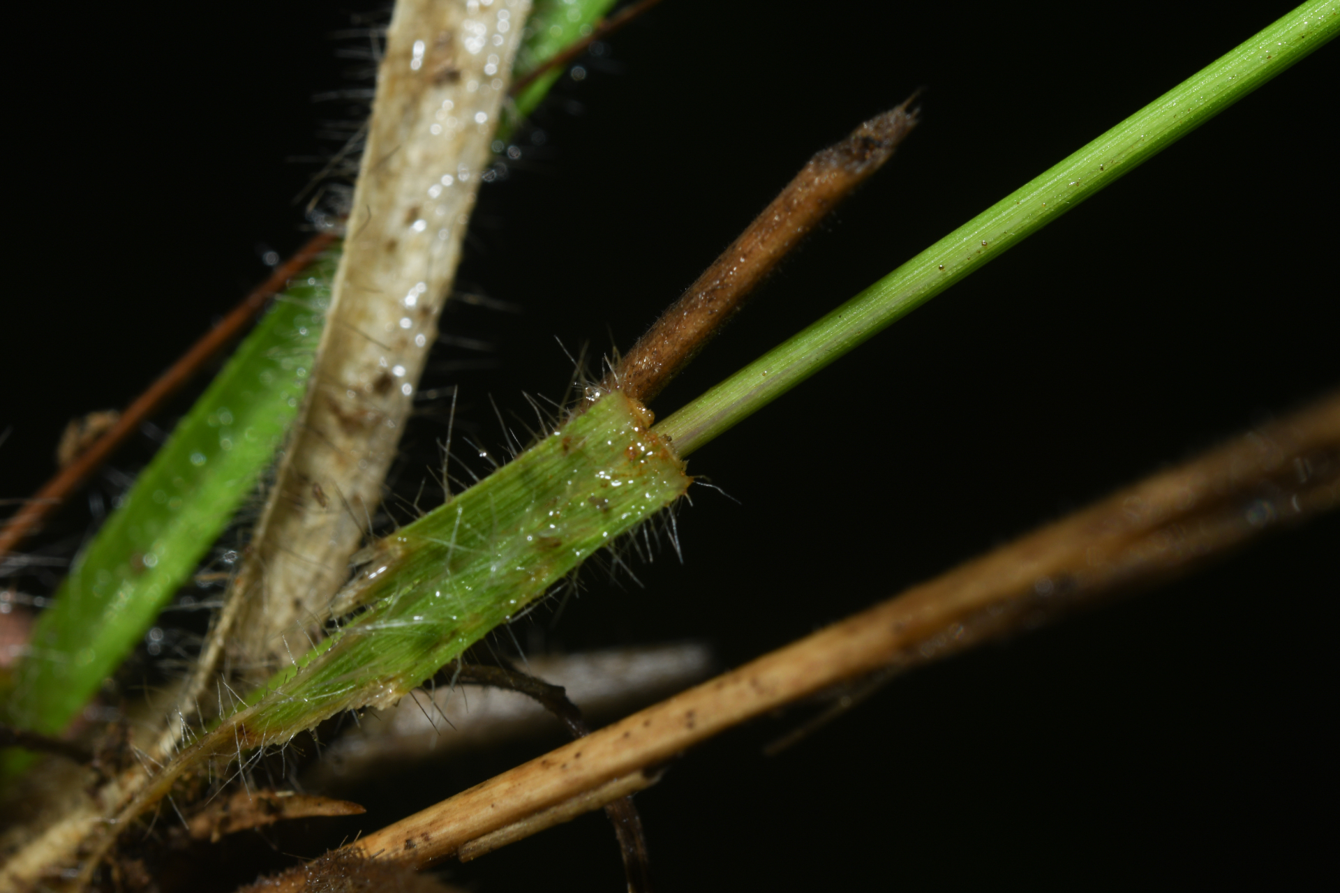 Mesosetum loliiforme (Hochst. ex Steud.) Hitchc. - Photo Bivouac Naturaliste