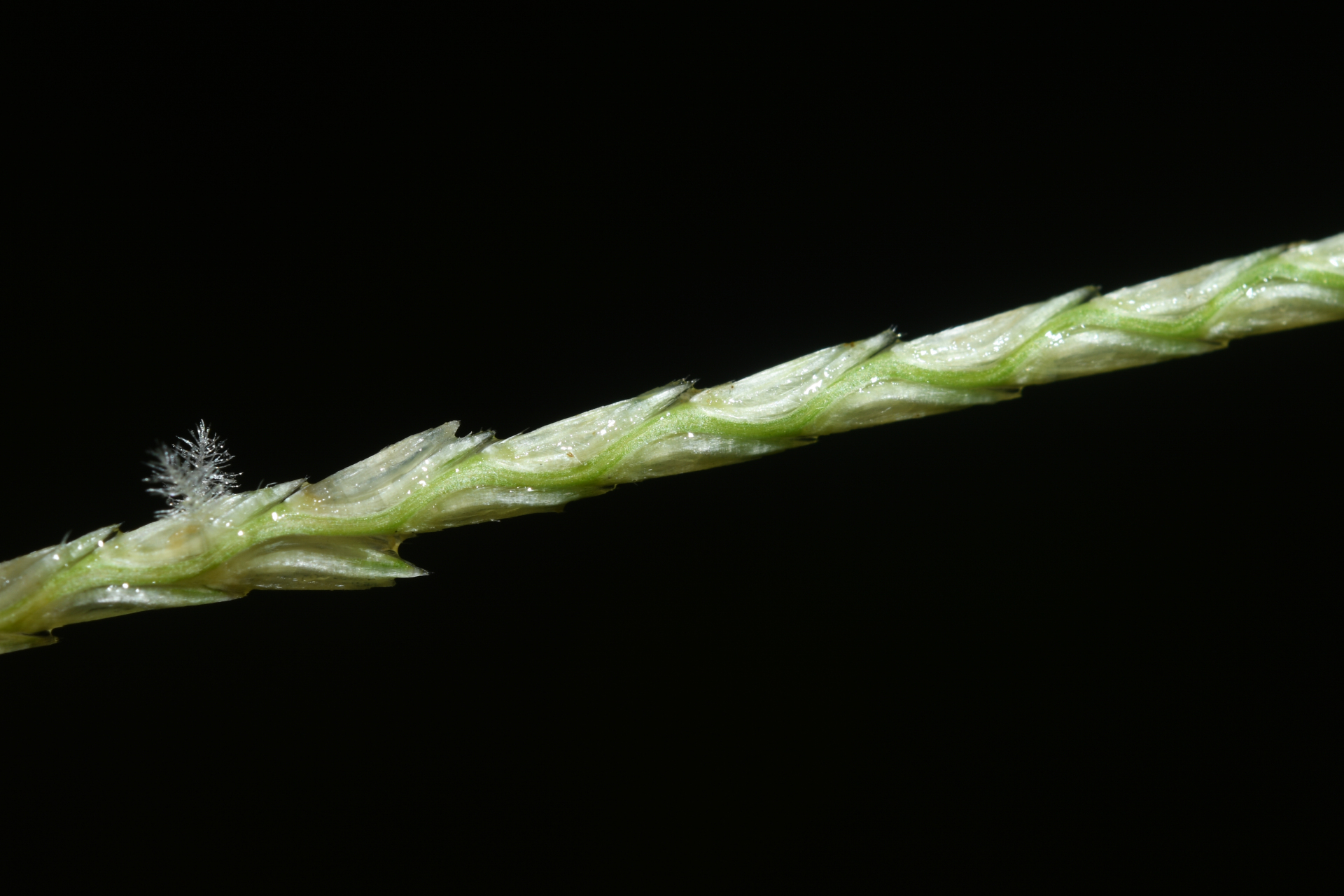 Mesosetum loliiforme (Hochst. ex Steud.) Hitchc. - Photo Bivouac Naturaliste