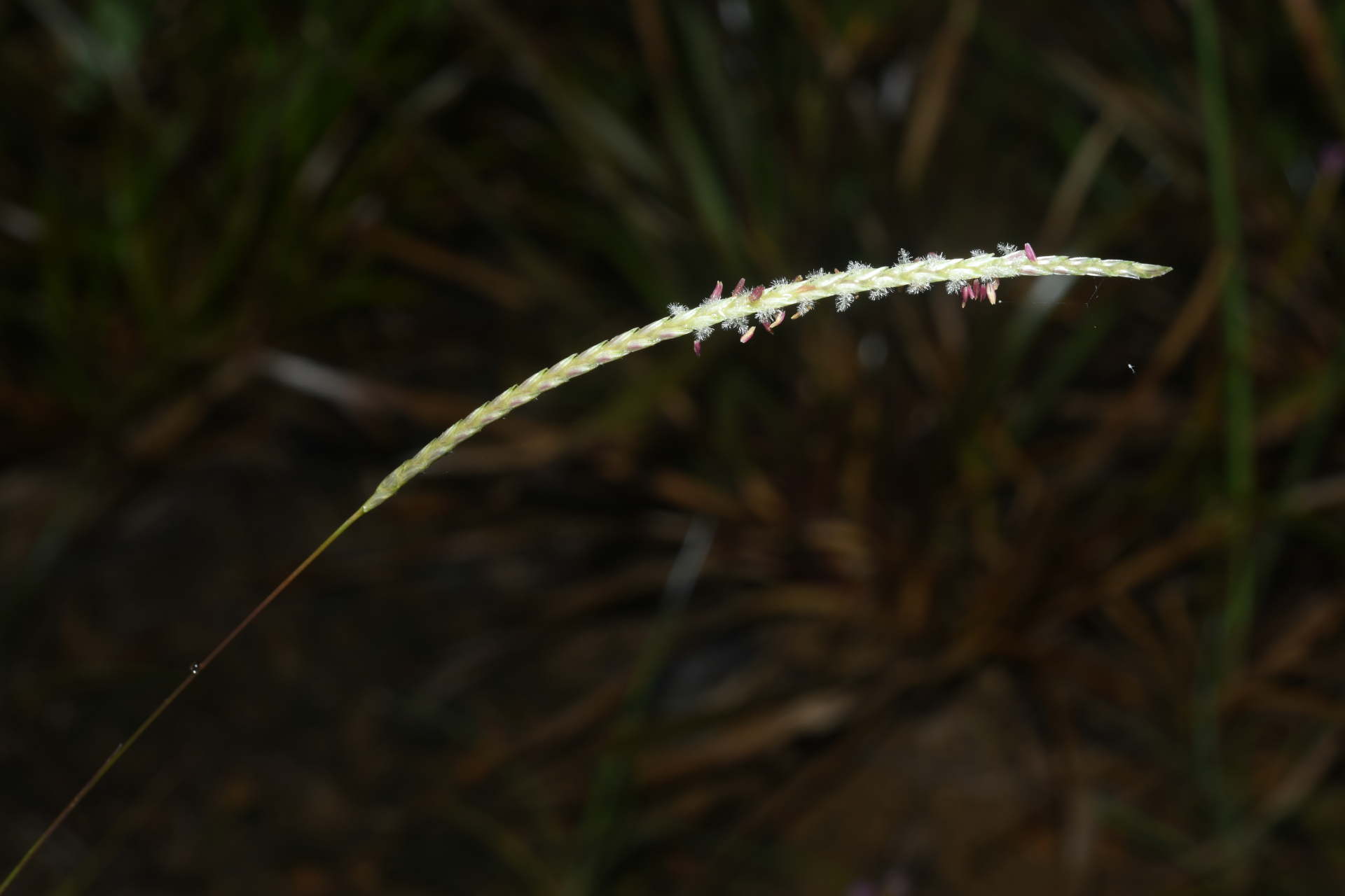 Mesosetum loliiforme (Hochst. ex Steud.) Hitchc. - Photo Bivouac Naturaliste