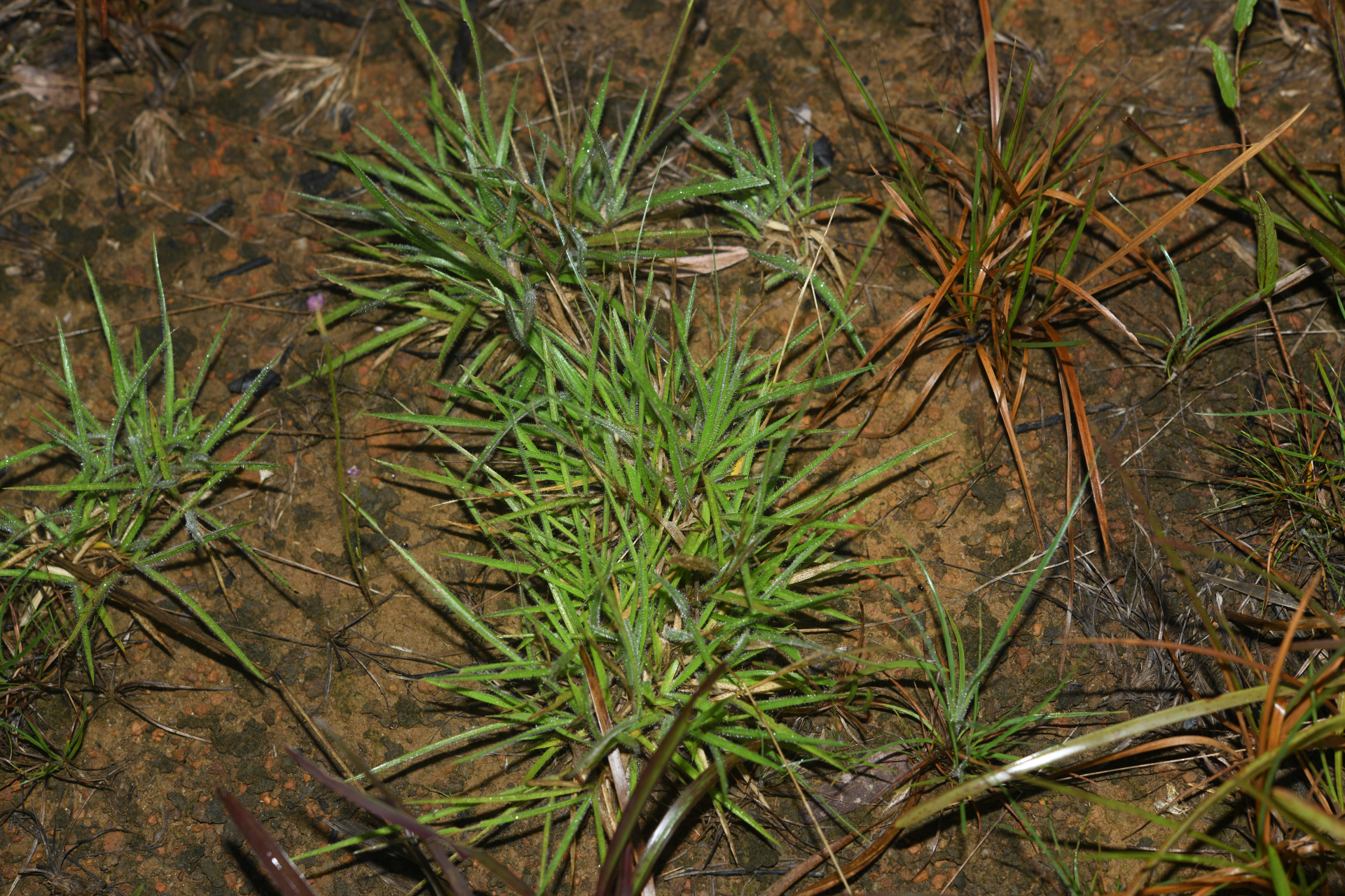 Mesosetum loliiforme (Hochst. ex Steud.) Hitchc. - Photo Bivouac Naturaliste