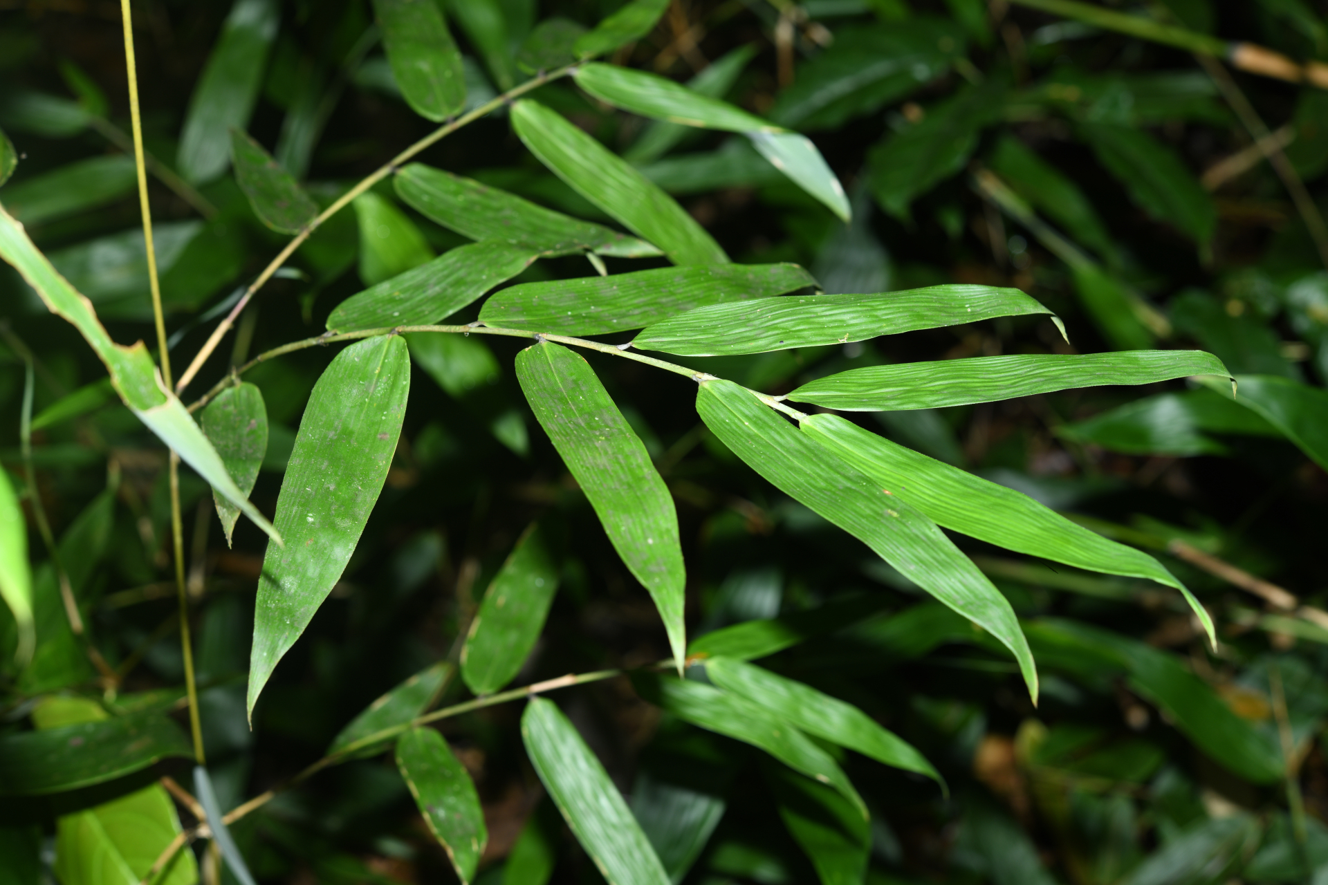Guadua latifolia (Bonpl.) Kunth - Photo Bivouac Naturaliste