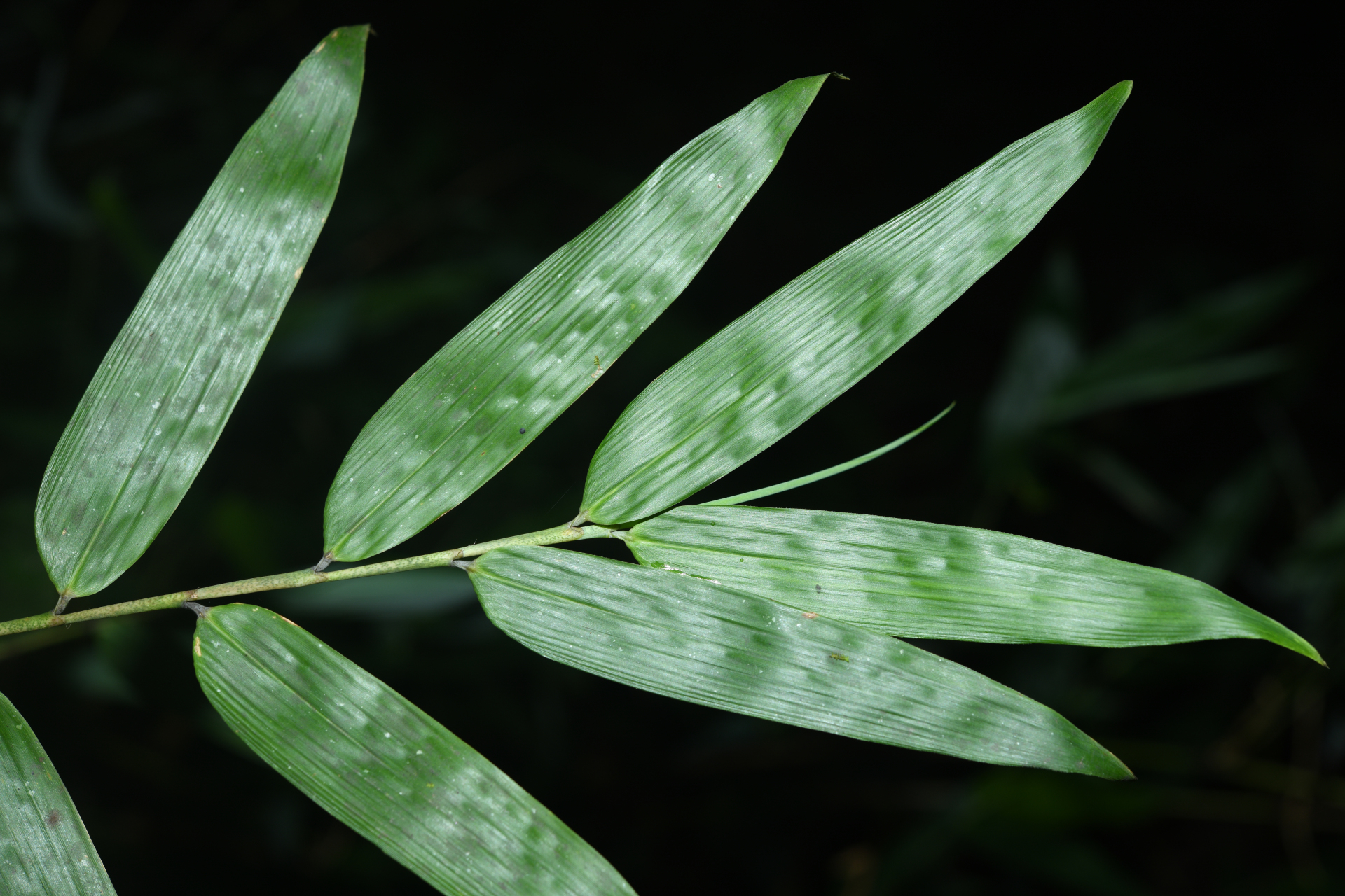 Guadua latifolia (Bonpl.) Kunth - Photo Bivouac Naturaliste