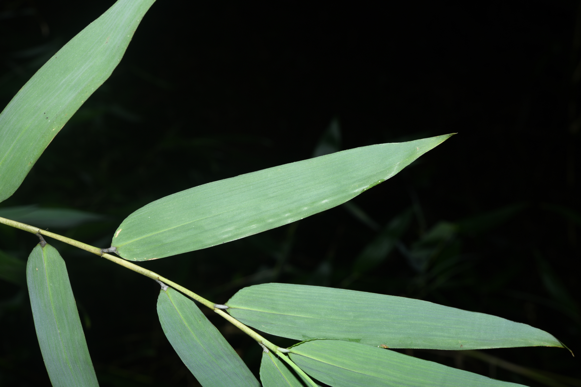 Guadua latifolia (Bonpl.) Kunth - Photo Bivouac Naturaliste