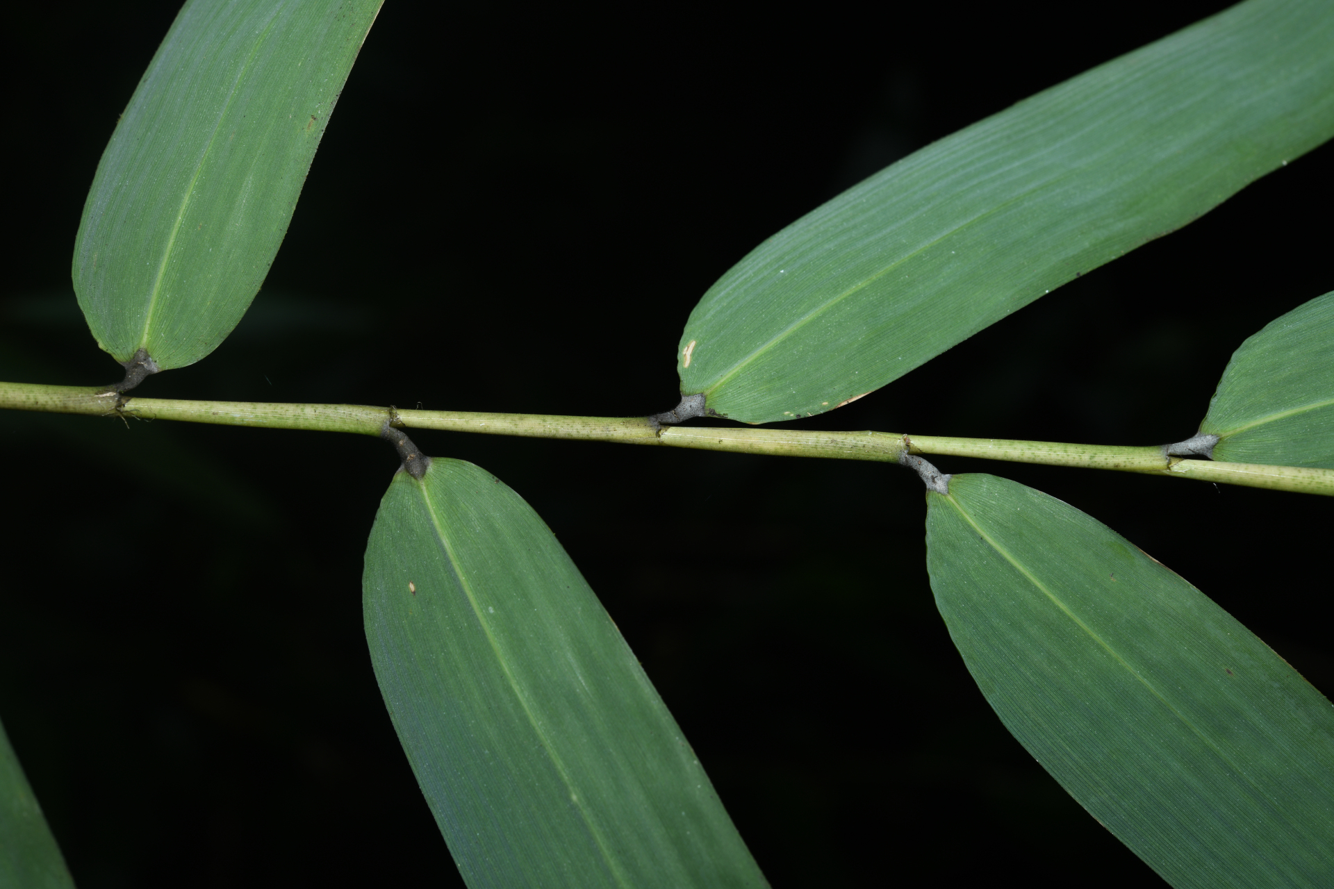 Guadua latifolia (Bonpl.) Kunth - Photo Bivouac Naturaliste