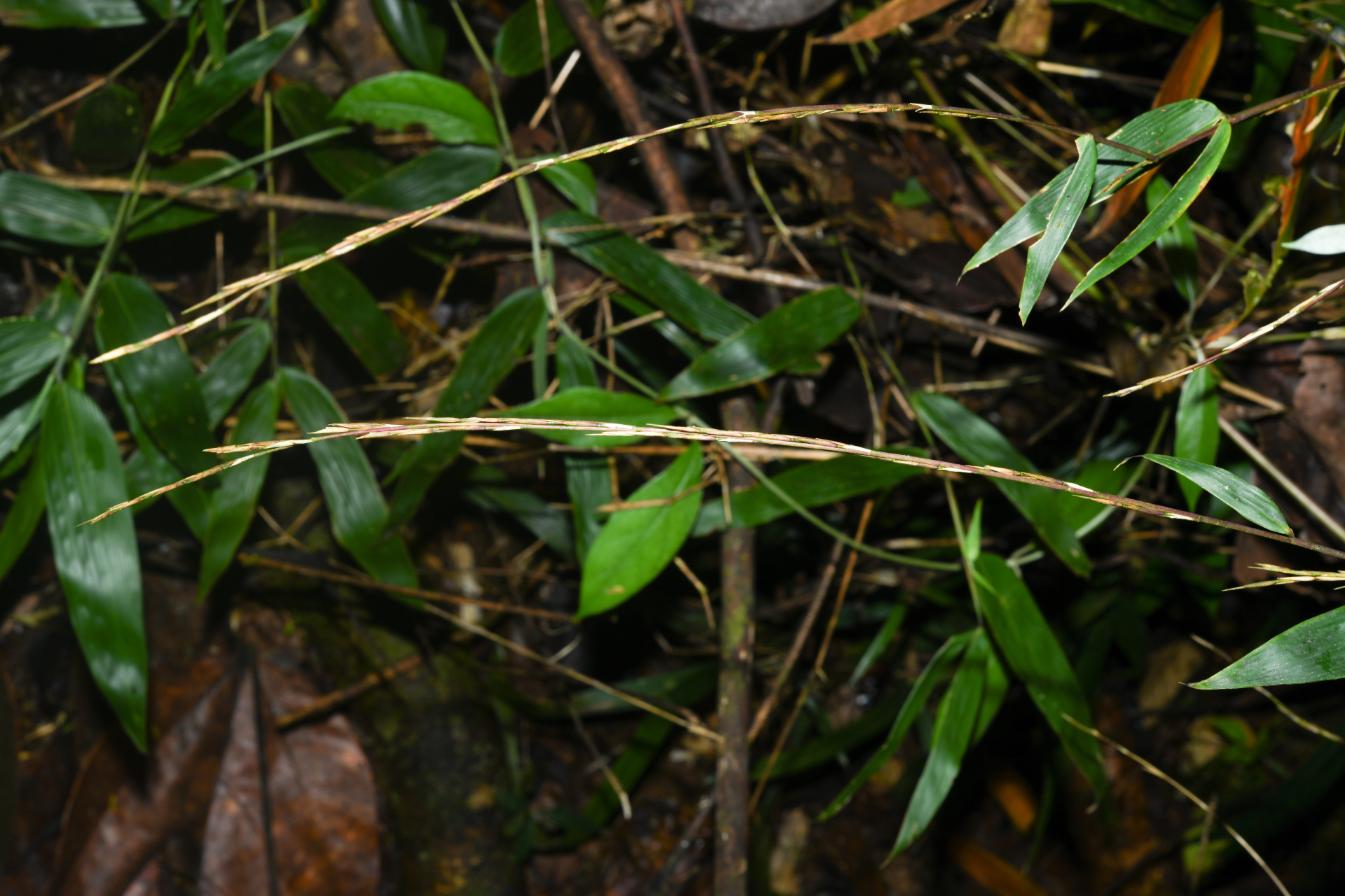 Guadua latifolia (Bonpl.) Kunth - Photo Bivouac Naturaliste