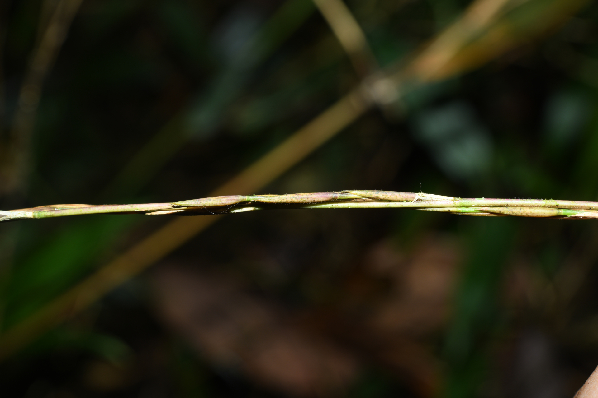 Guadua latifolia (Bonpl.) Kunth - Photo Bivouac Naturaliste