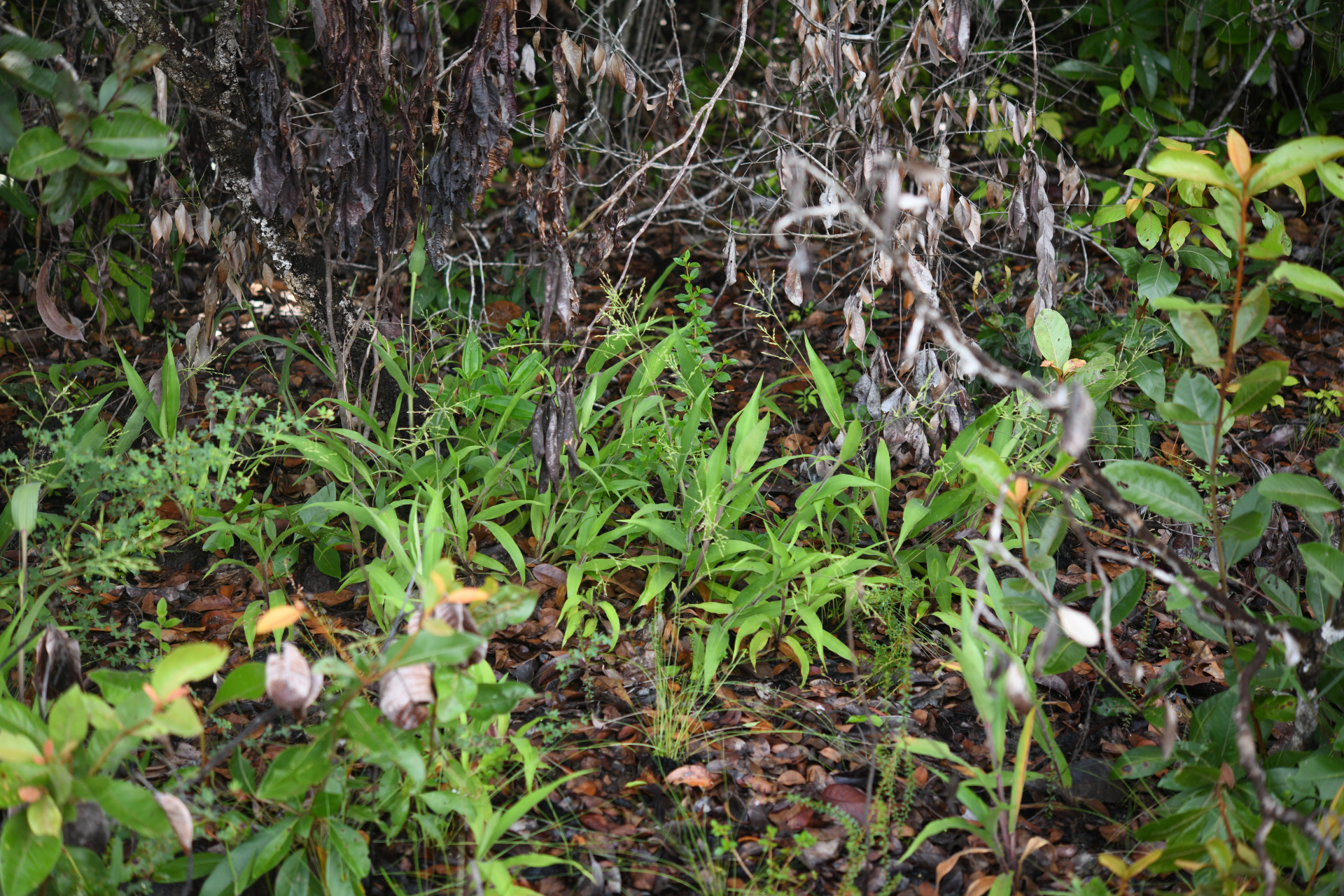 Streptostachys asperifolia Desv. - Photo Bivouac Naturaliste