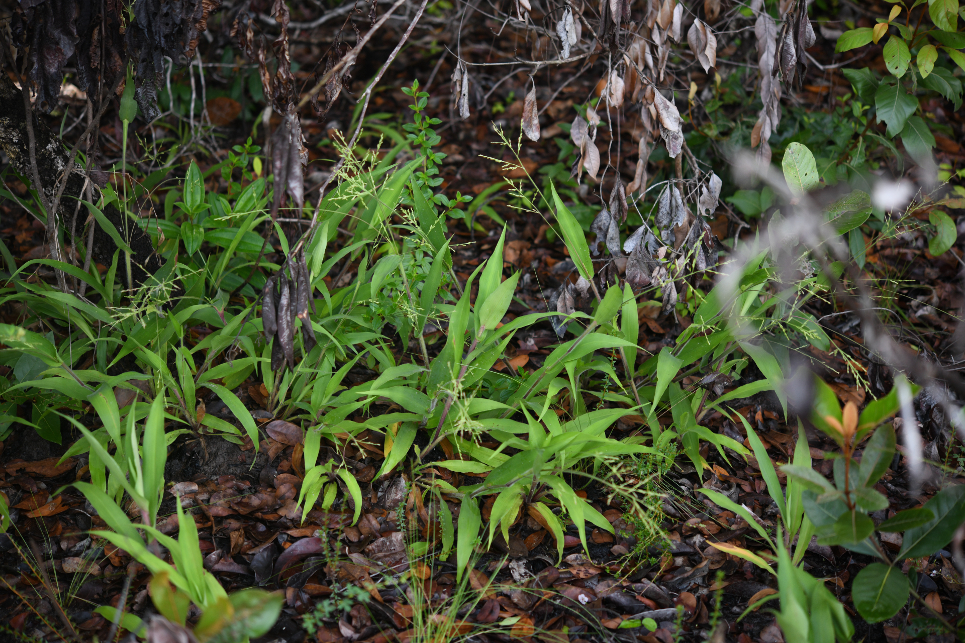 Streptostachys asperifolia Desv. - Photo Bivouac Naturaliste