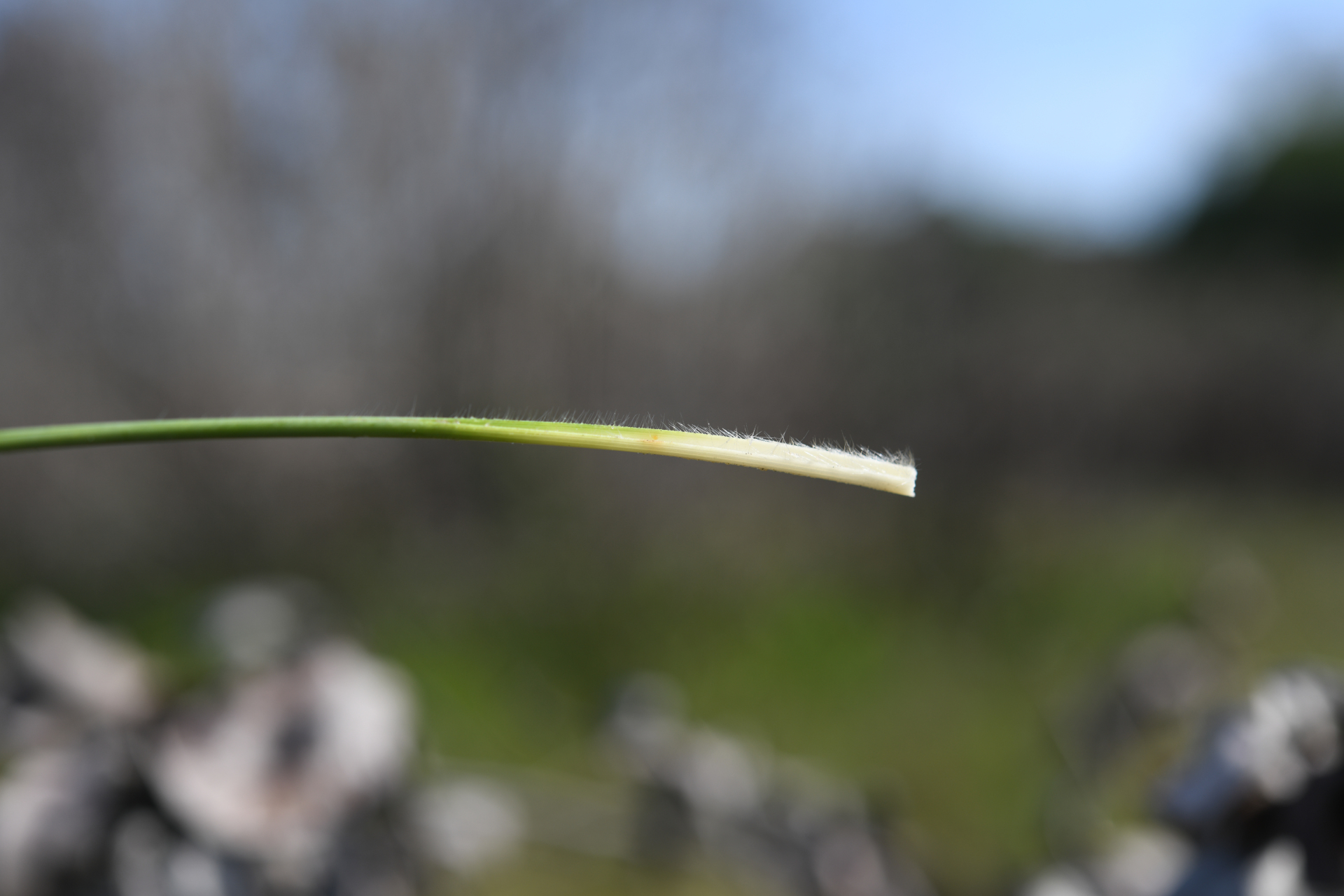 Anthenantia lanata (Kunth) Benth. - Photo Bivouac Naturaliste