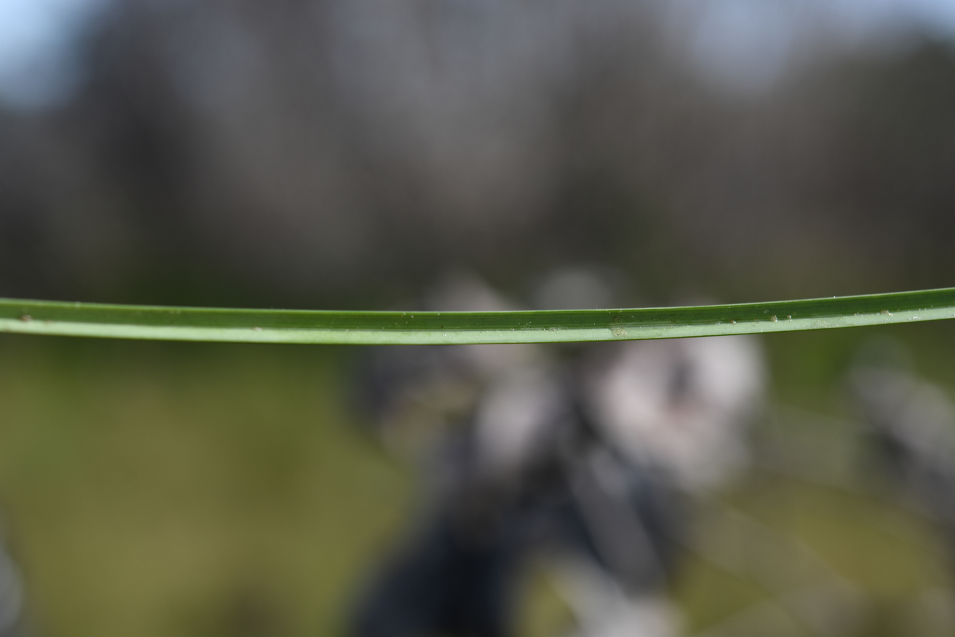 Anthenantia lanata (Kunth) Benth. - Photo Bivouac Naturaliste