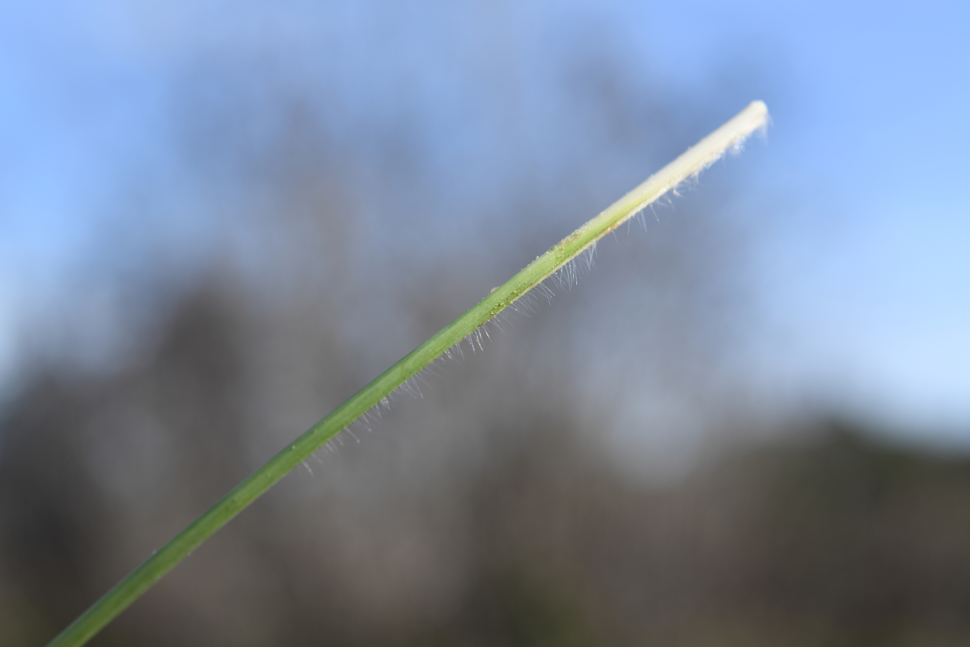 Anthenantia lanata (Kunth) Benth. - Photo Bivouac Naturaliste