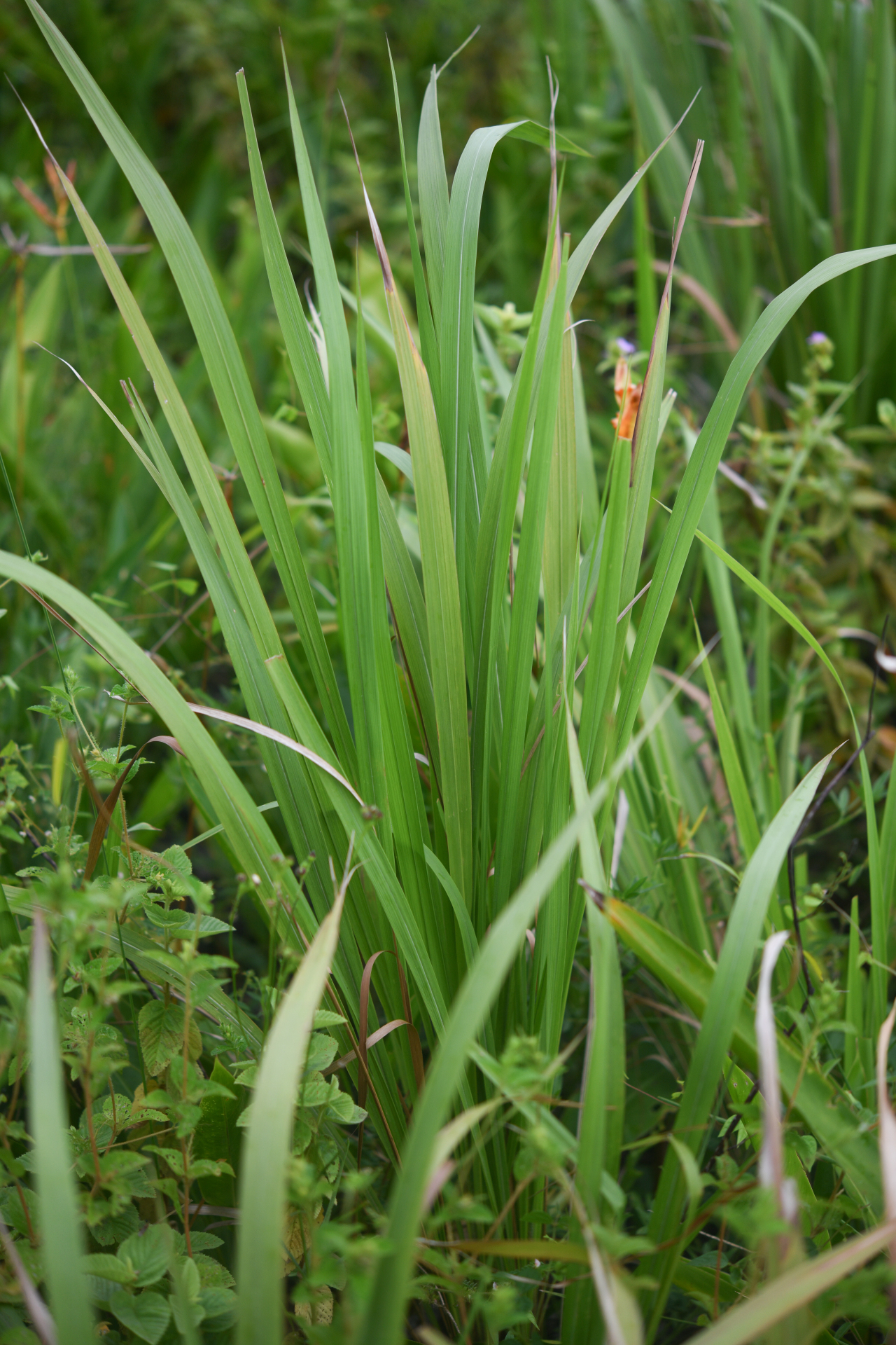 Imperata brasiliensis Trin. - Photo Bivouac Naturaliste