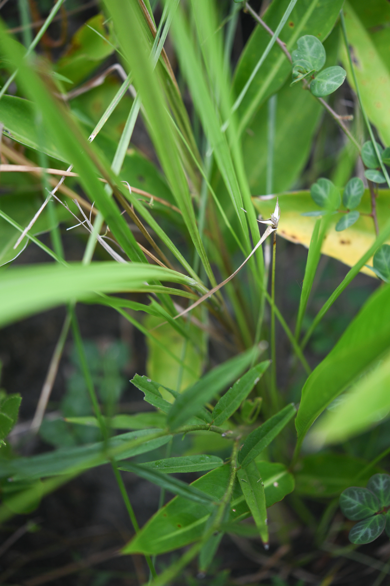 Imperata brasiliensis Trin. - Photo Bivouac Naturaliste
