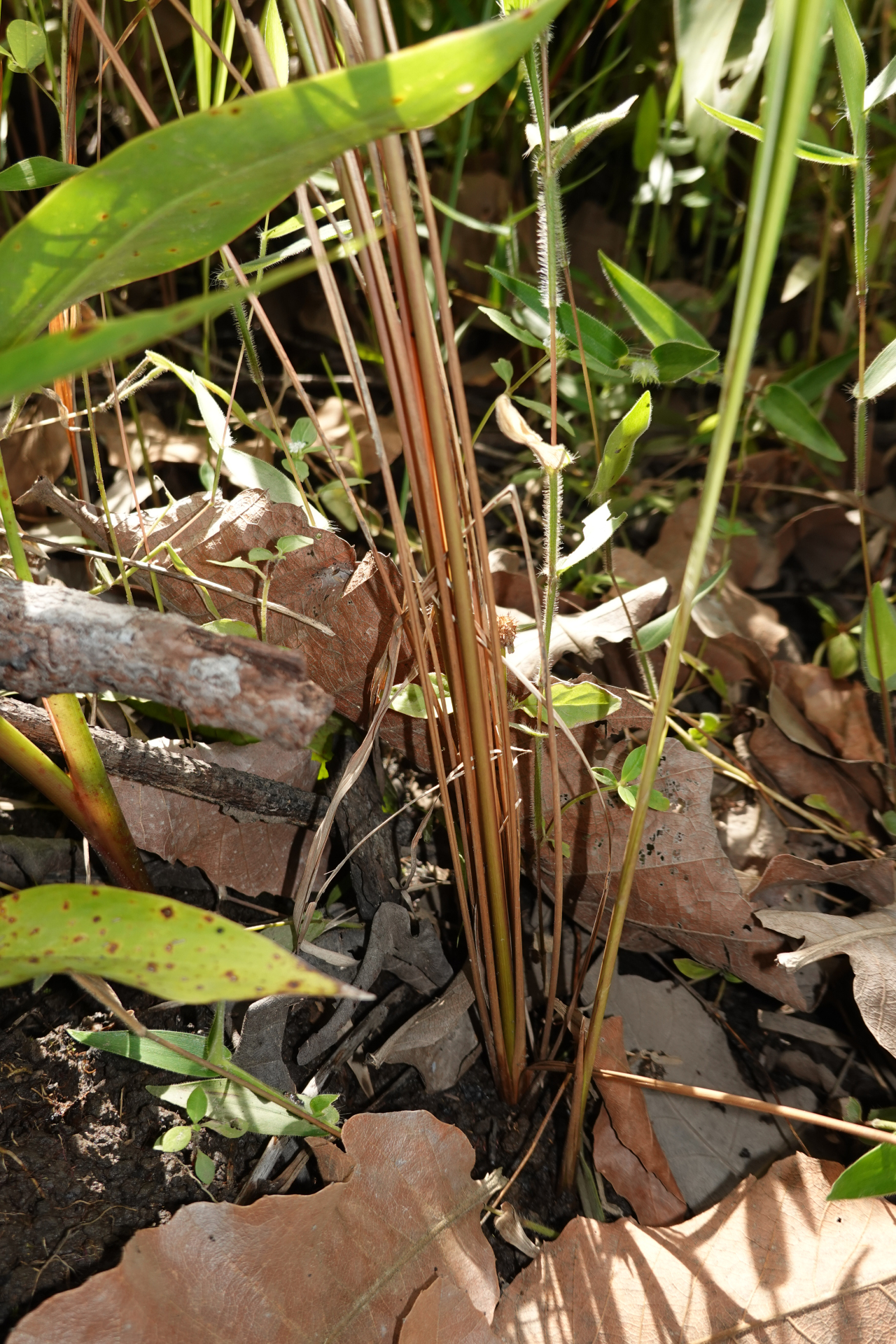 Imperata brasiliensis Trin. - Photo Bivouac Naturaliste