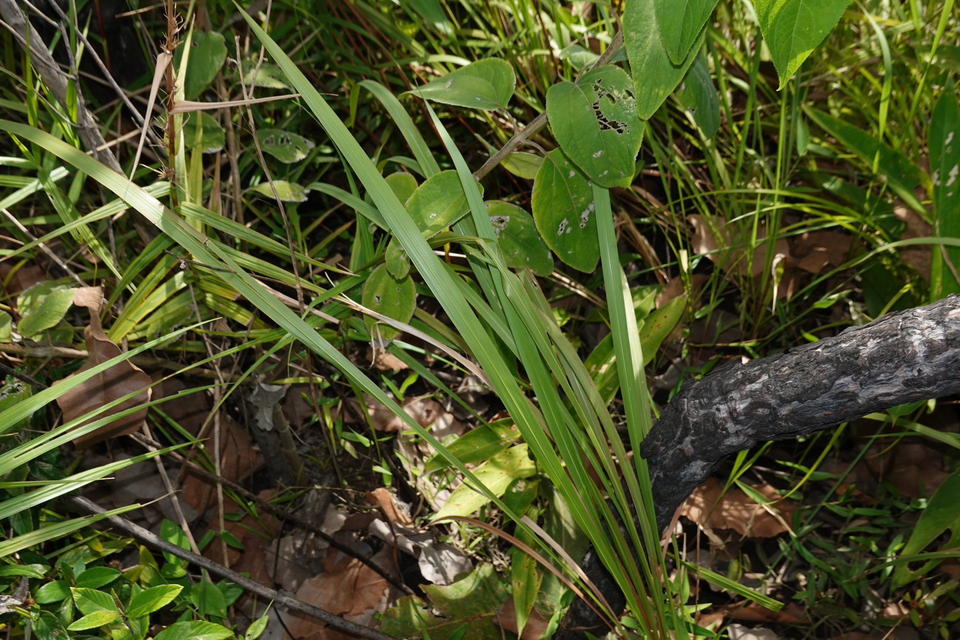 Imperata brasiliensis Trin. - Photo Bivouac Naturaliste