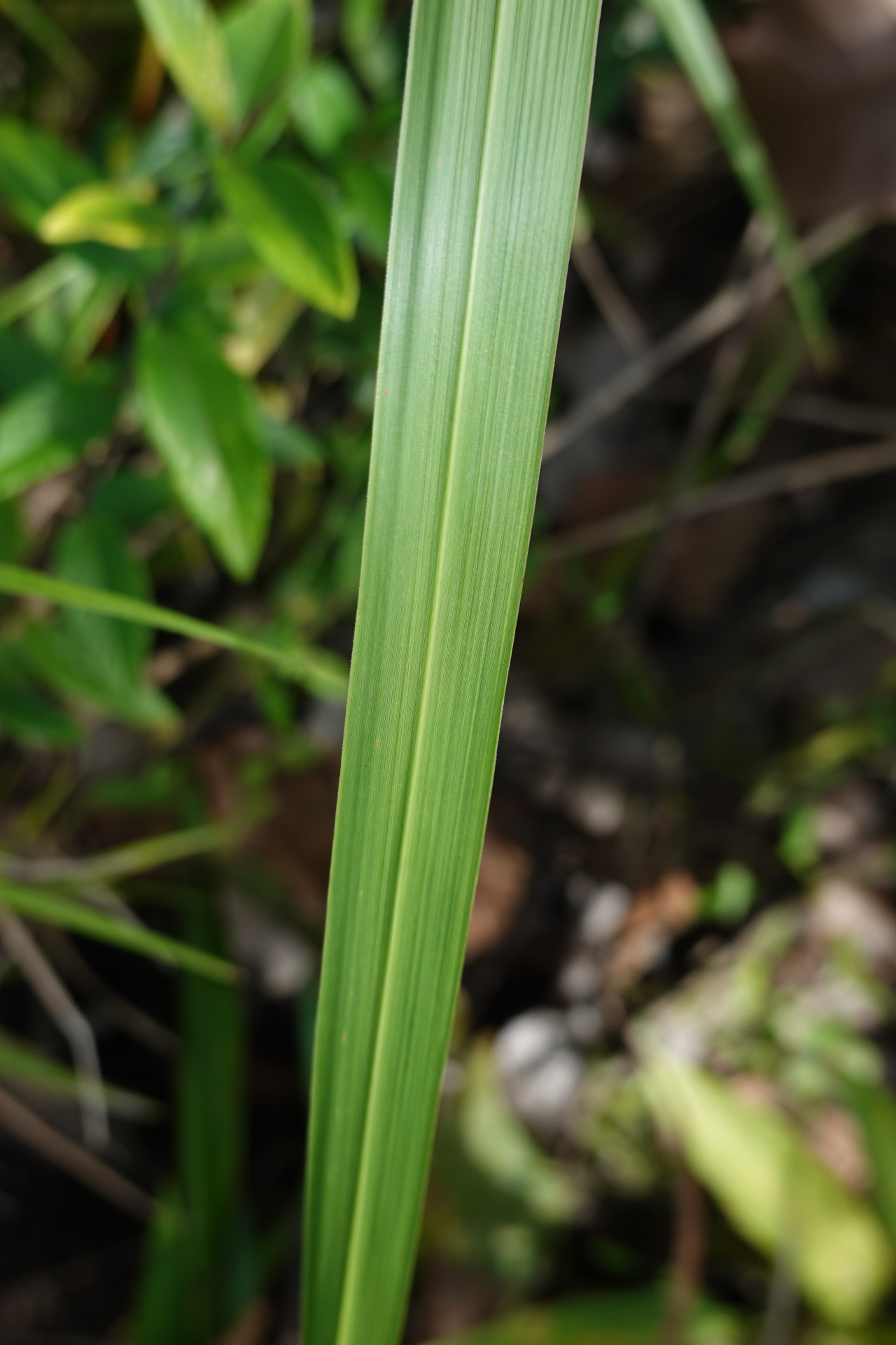 Imperata brasiliensis Trin. - Photo Bivouac Naturaliste