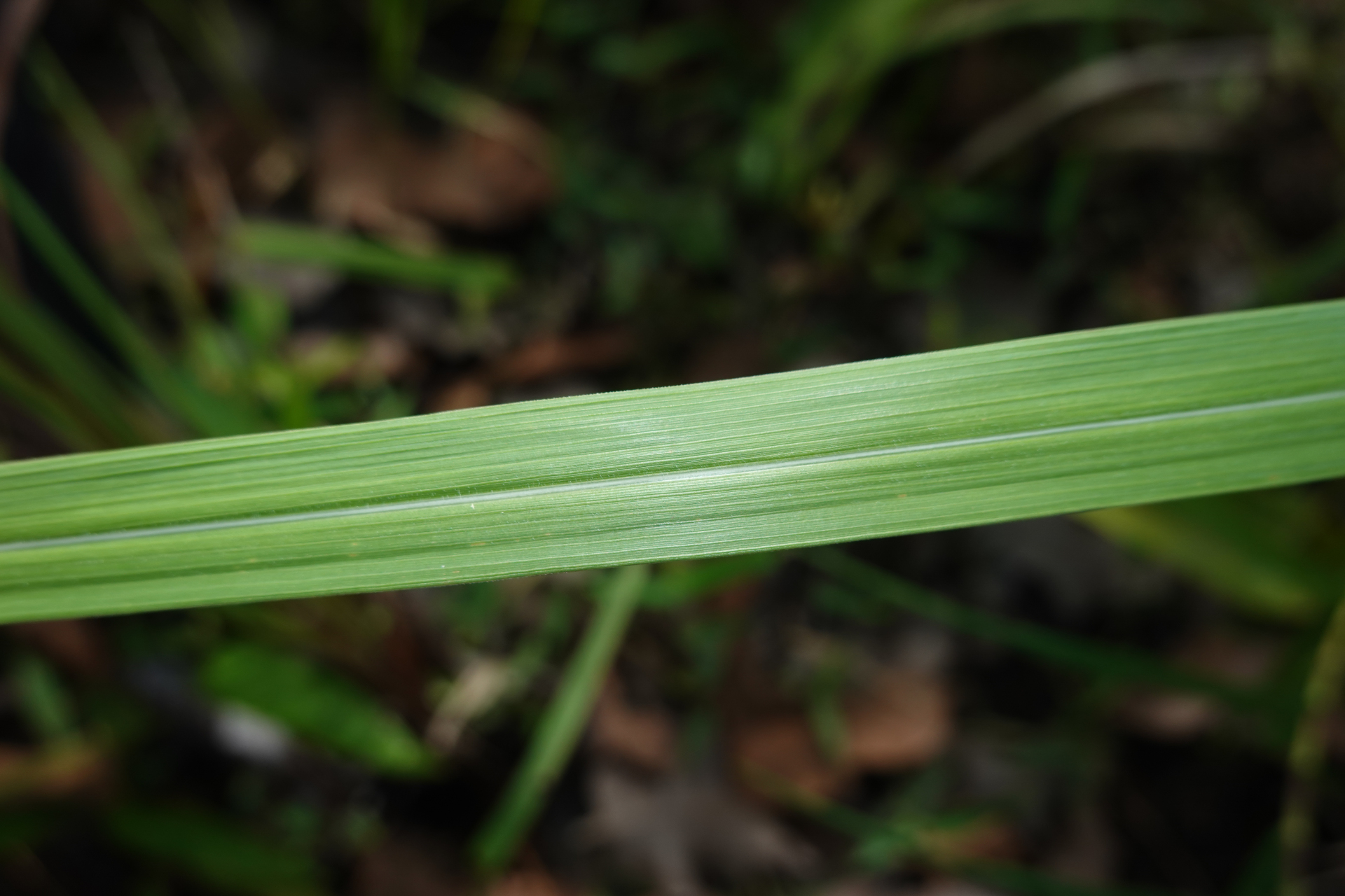 Imperata brasiliensis Trin. - Photo Bivouac Naturaliste
