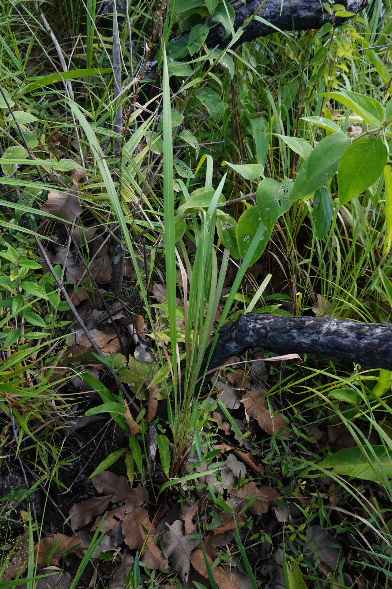 Imperata brasiliensis Trin. - Photo Bivouac Naturaliste