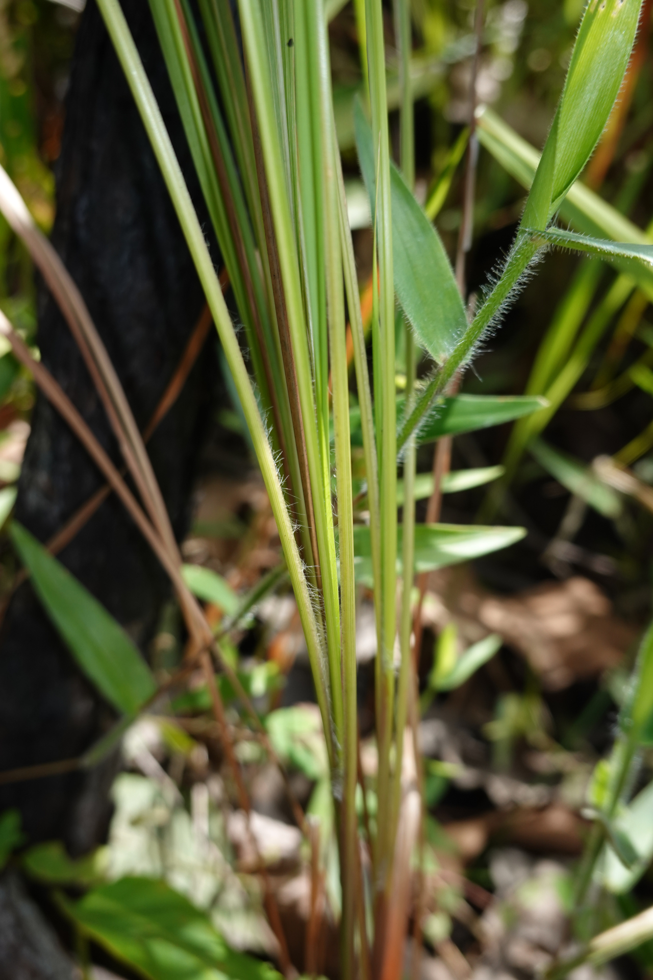 Imperata brasiliensis Trin. - Photo Bivouac Naturaliste