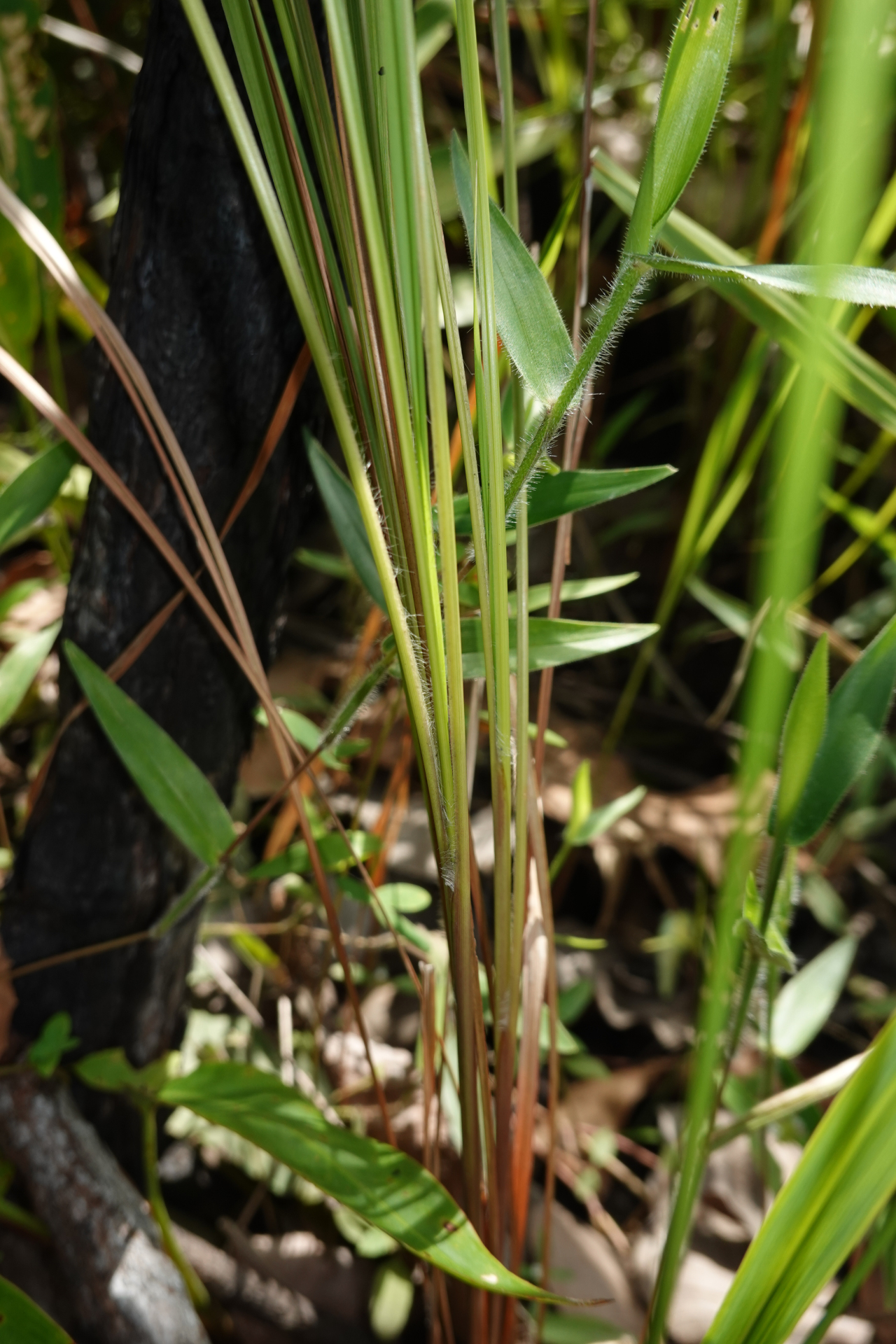 Imperata brasiliensis Trin. - Photo Bivouac Naturaliste