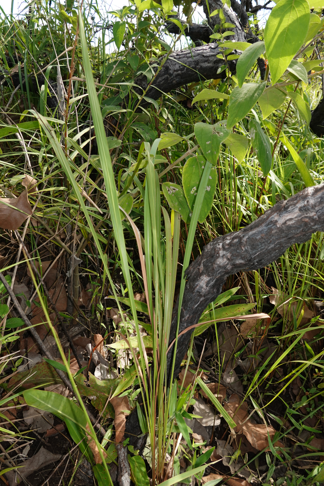 Imperata brasiliensis Trin. - Photo Bivouac Naturaliste