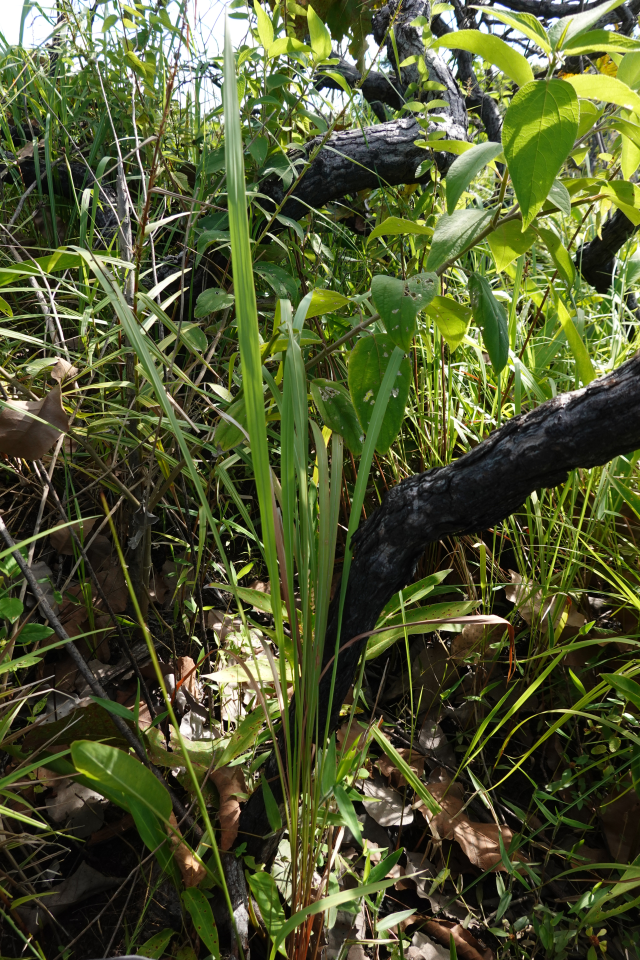 Imperata brasiliensis Trin. - Photo Bivouac Naturaliste