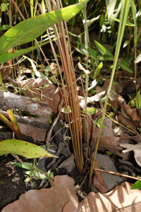 Imperata brasiliensis Trin.