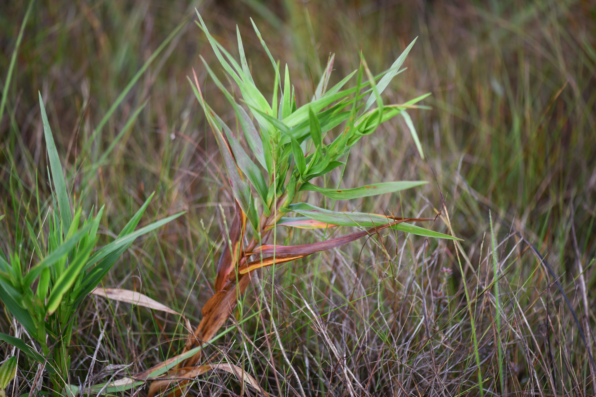 Trichanthecium nervosum (Lam.) Zuloaga & Morrone - Photo Bivouac Naturaliste