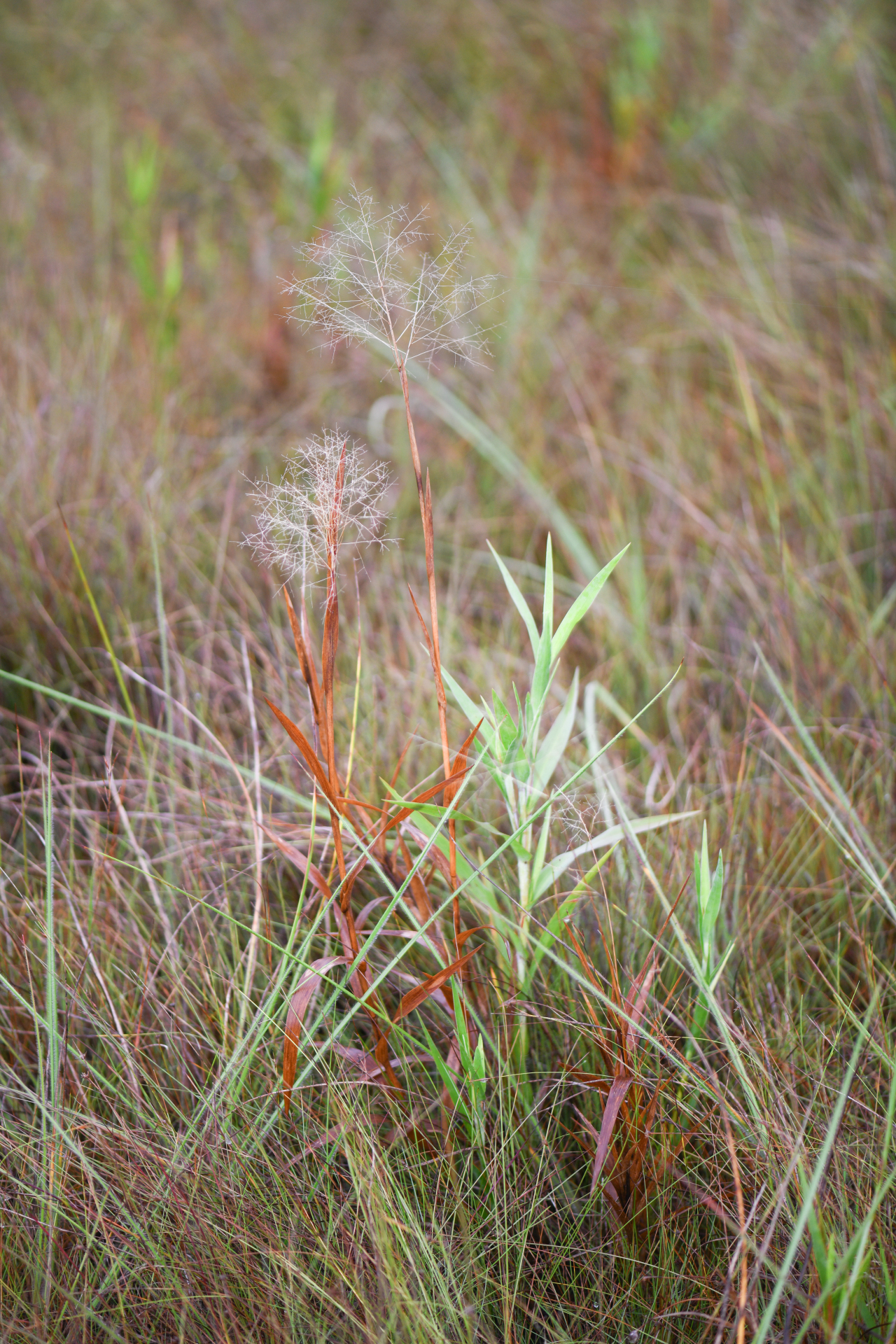 Trichanthecium nervosum (Lam.) Zuloaga & Morrone - Photo Bivouac Naturaliste