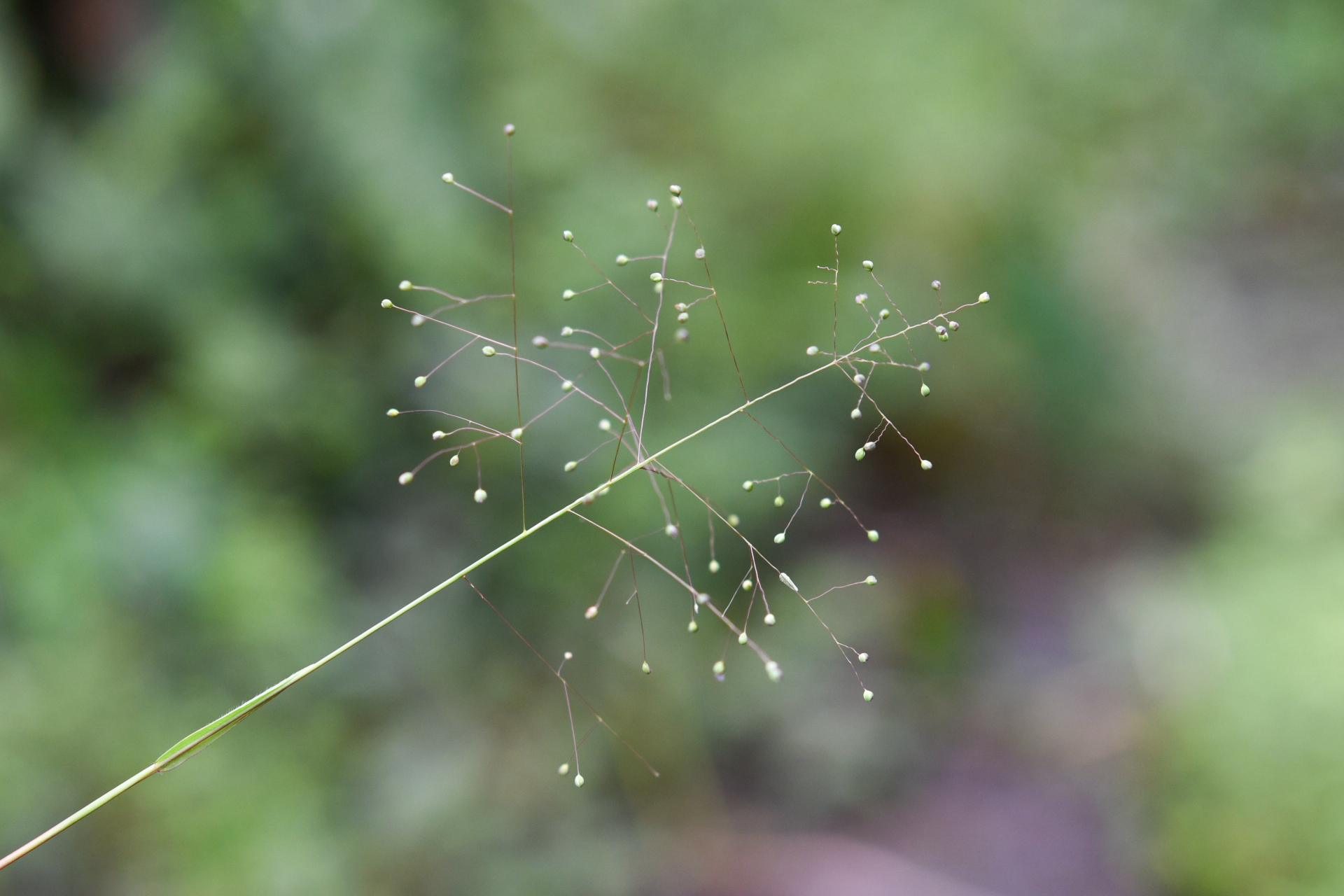 Trichanthecium granuliferum (Kunth) Zuloaga & Morrone - Photo Bivouac Naturaliste
