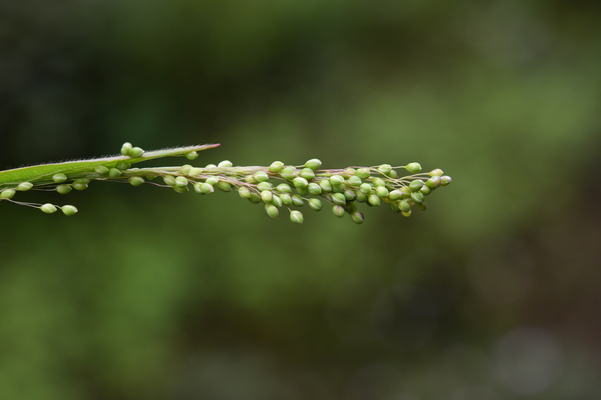 Trichanthecium granuliferum (Kunth) Zuloaga & Morrone - Photo Bivouac Naturaliste