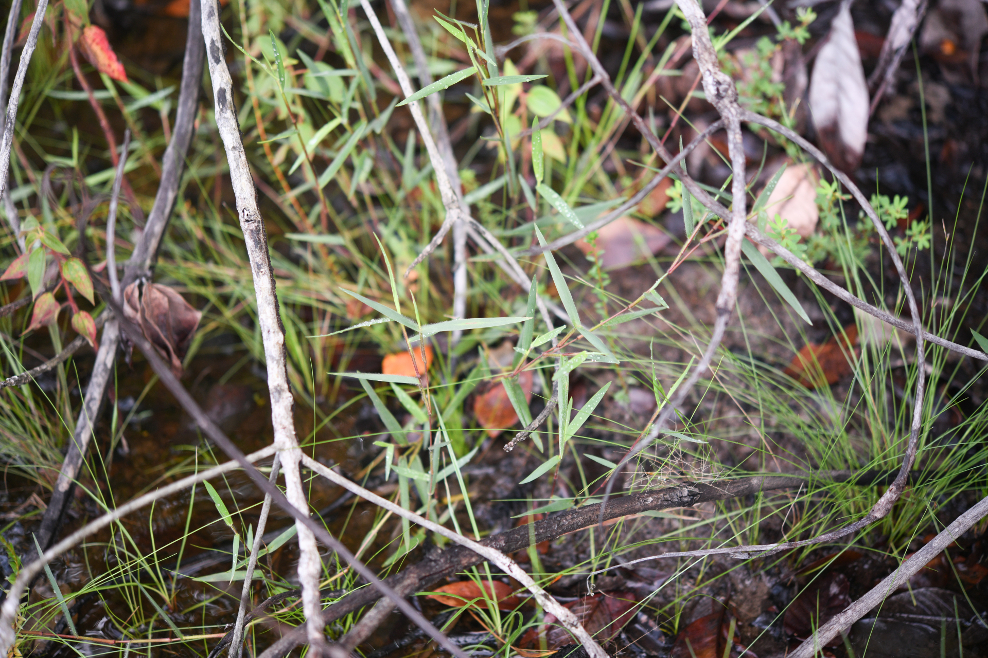 Trichanthecium granuliferum (Kunth) Zuloaga & Morrone - Photo Bivouac Naturaliste